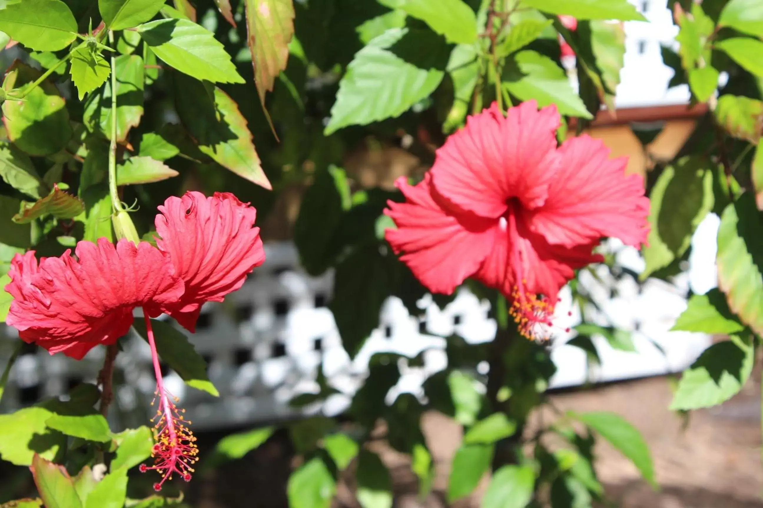 Other, Garden in Amaroo On Mandalay