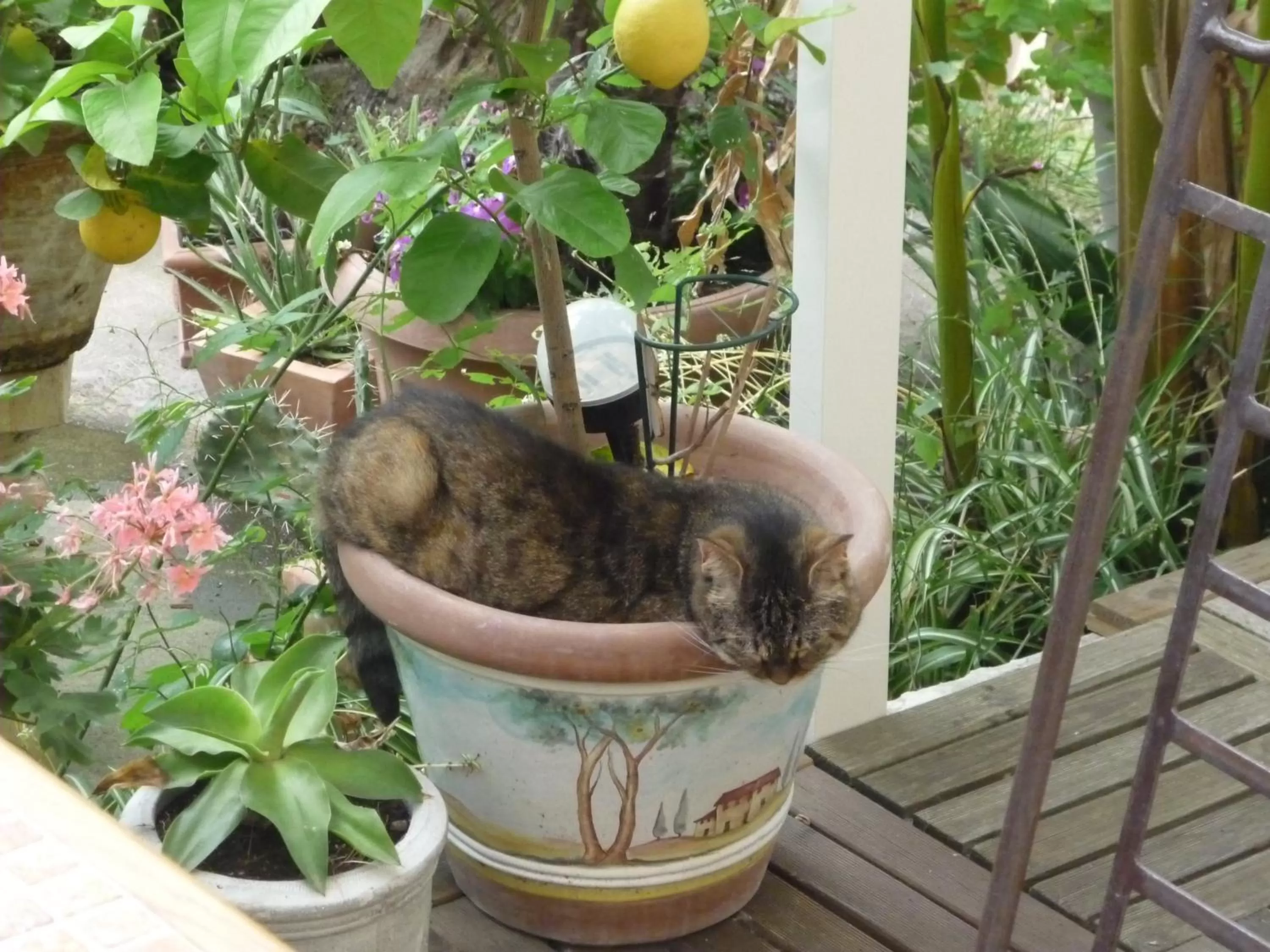 Pets in Logis Hôtel Villa Victorine