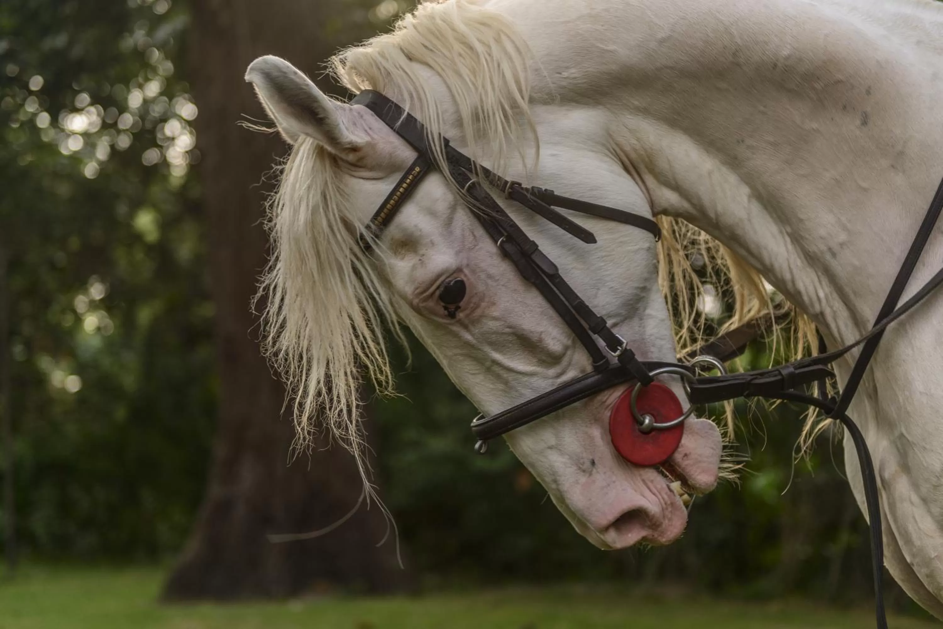 Other in Gokarna Forest Resort Kathmandu