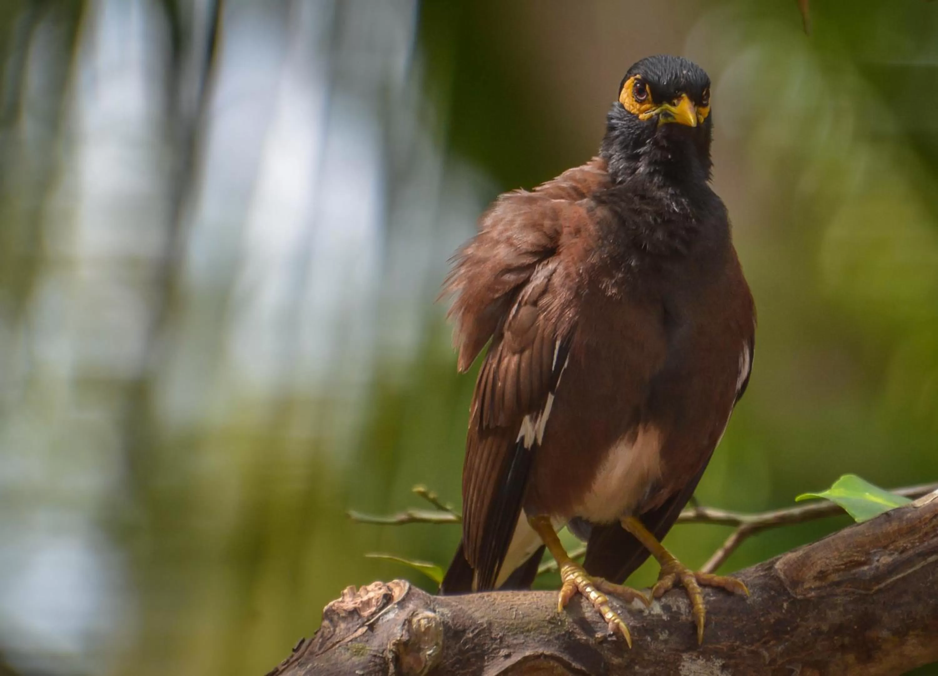 Animals in Elegant Hotel
