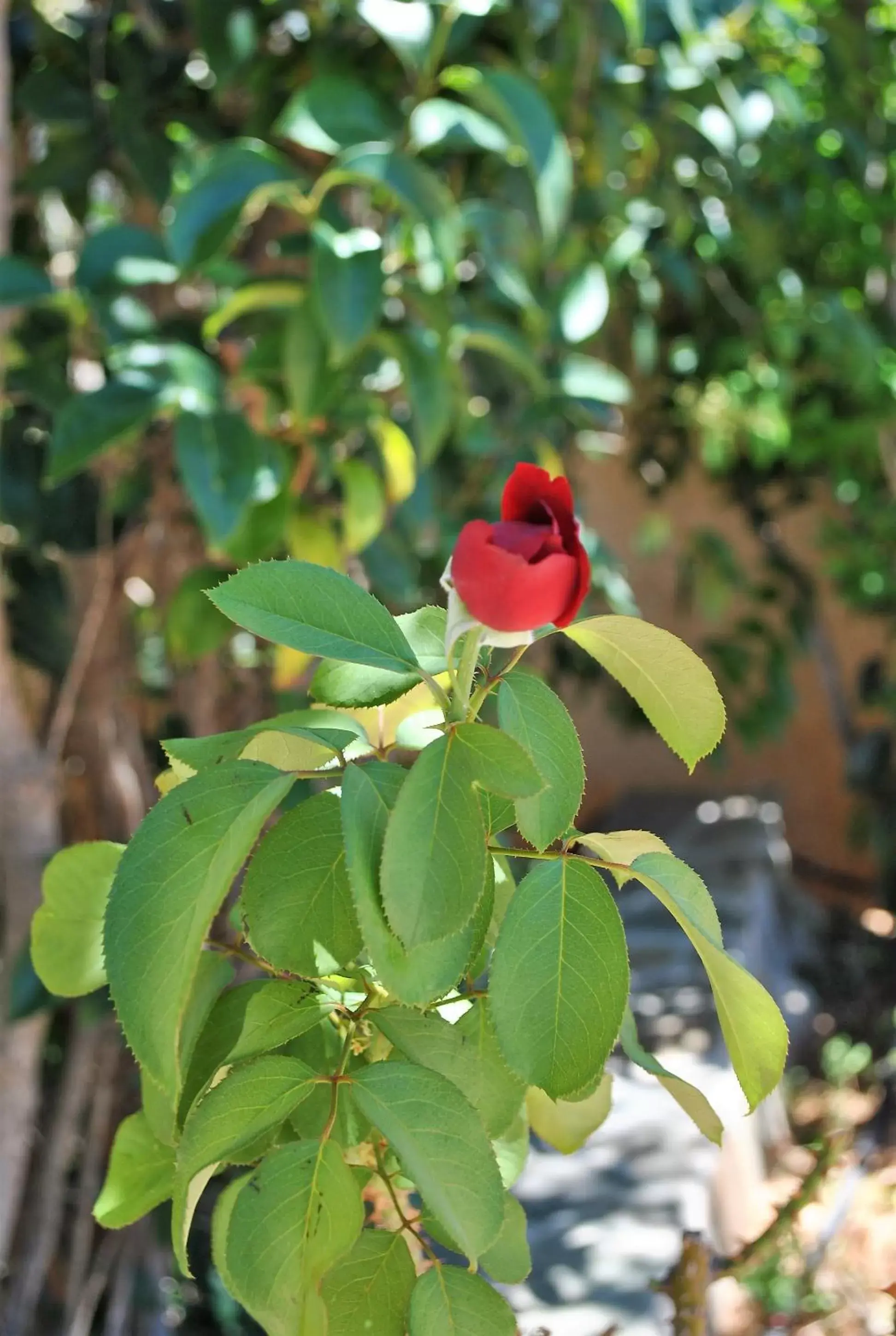 Garden view, Other Animals in Angelina's Home