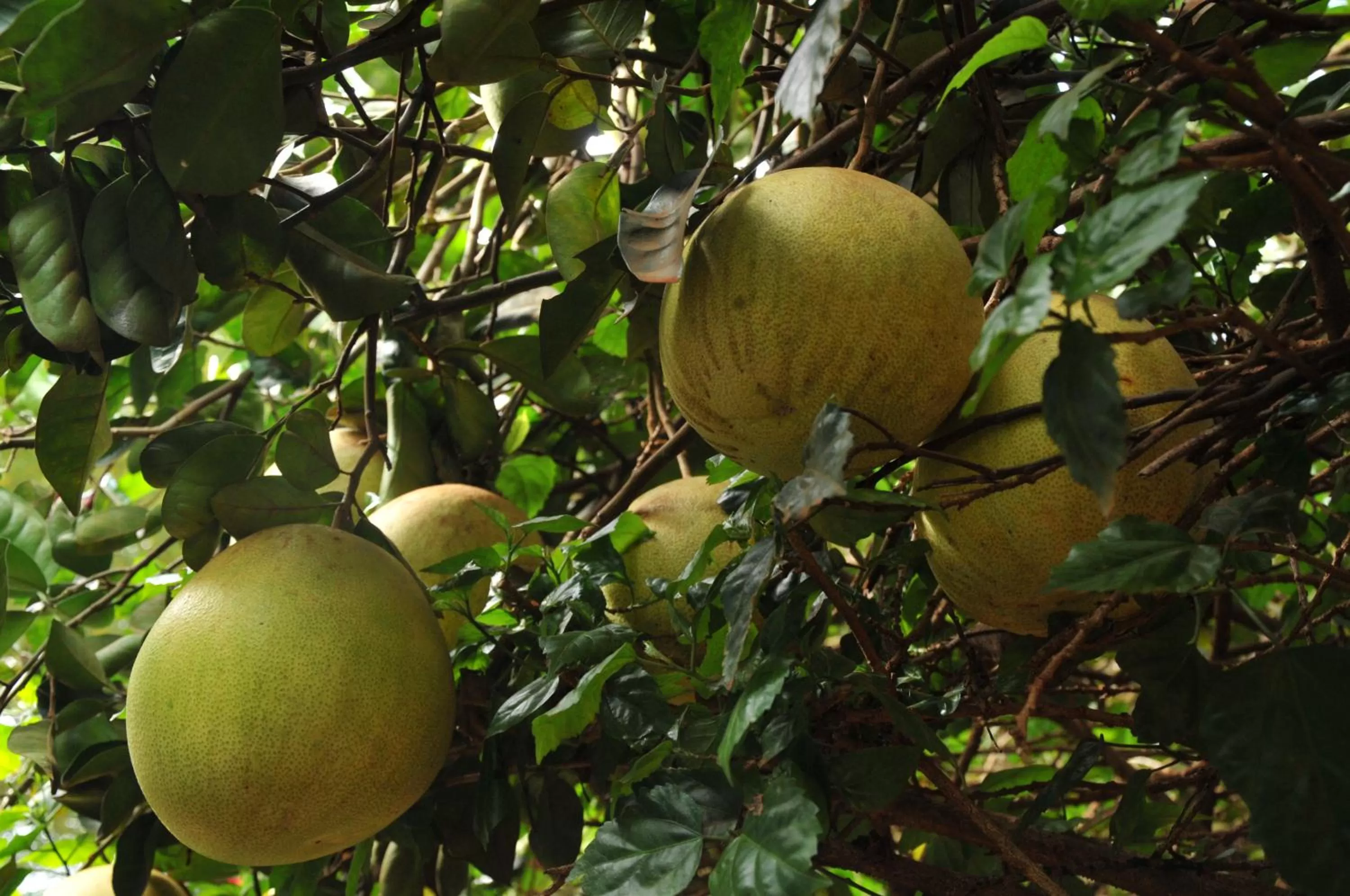 Other Animals in New Court View Hotel