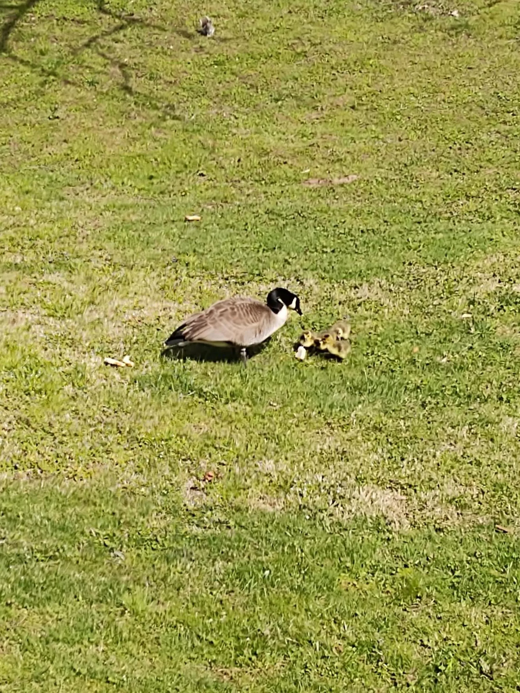 View (from property/room) in Quality Inn Cherokee Riverside