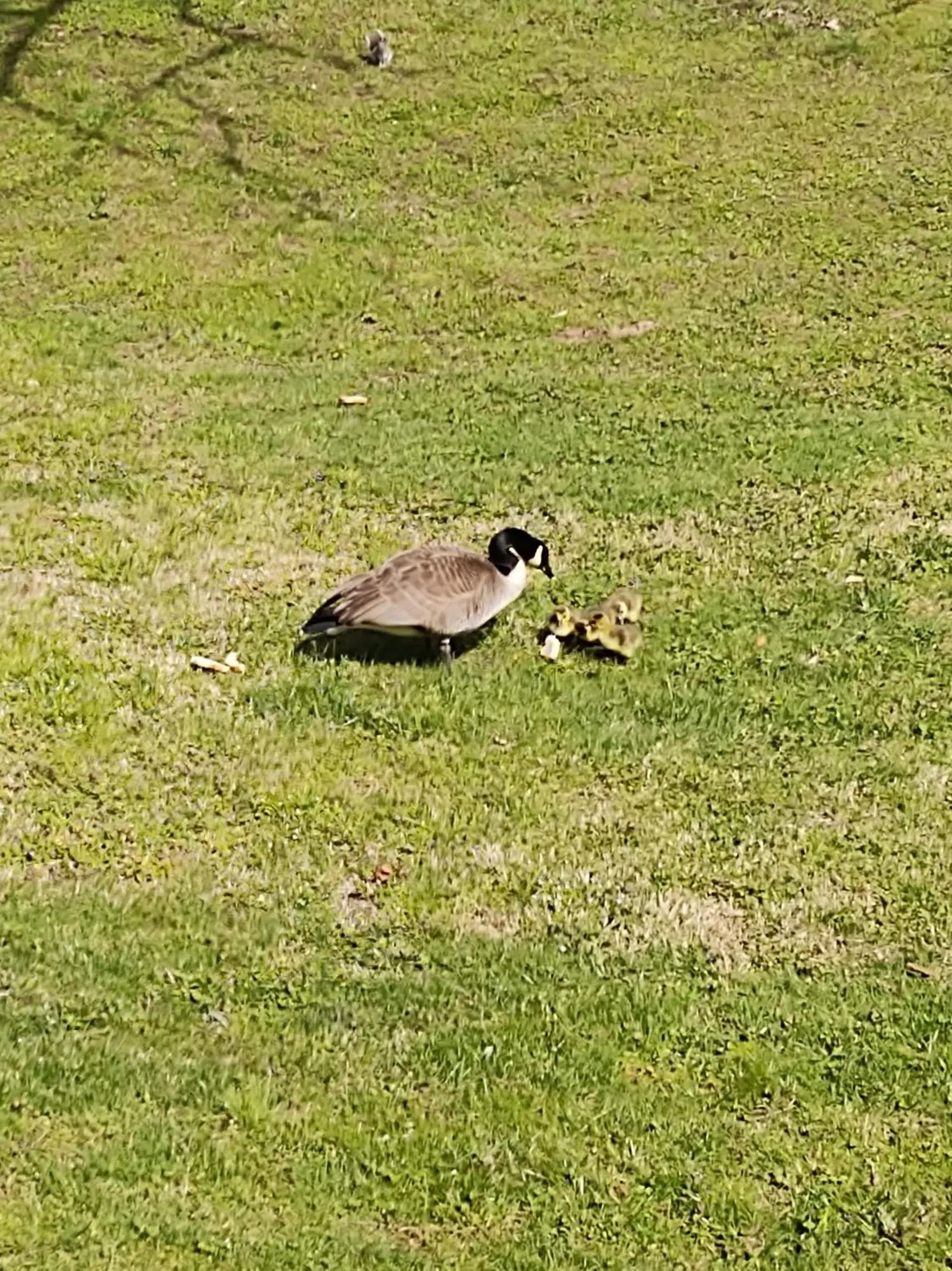 View (from property/room) in Quality Inn Cherokee View (from property/room) in Quality Inn Cherokee