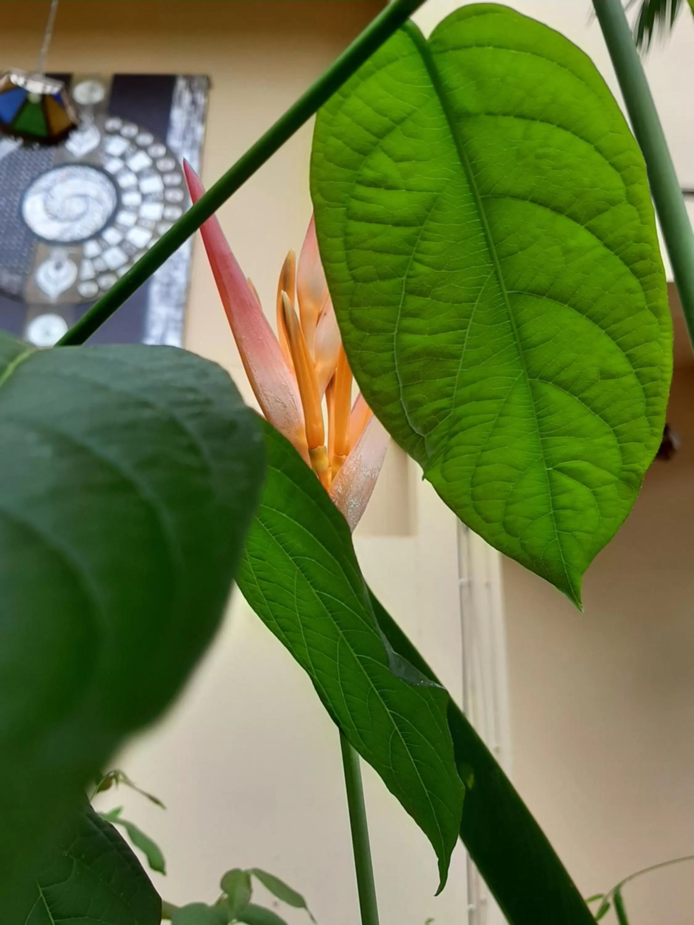 Garden in Liam's Guesthouse Adults Only