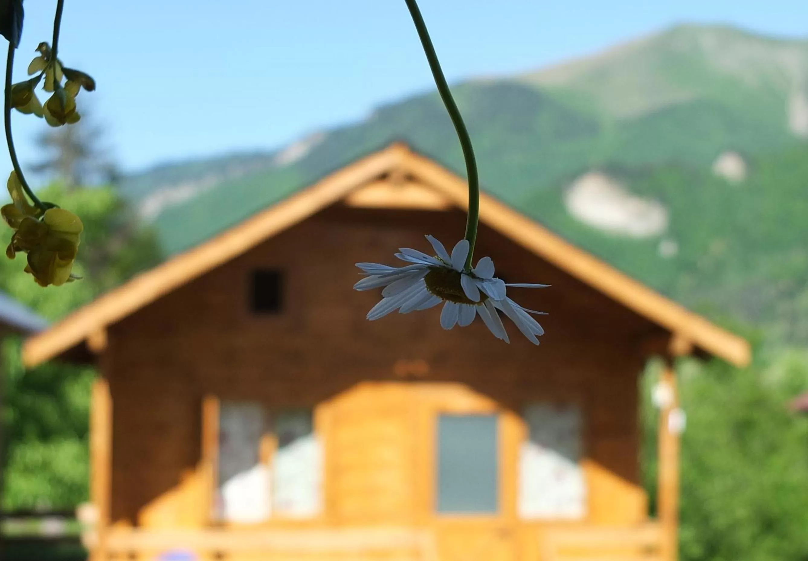 Property building in Mountain Cabins