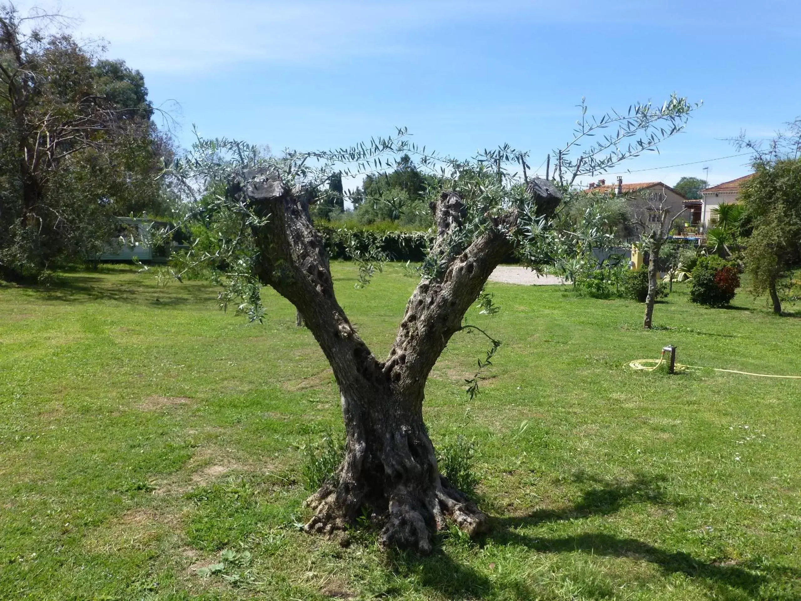 Garden in Chambre d'hôtes "La Bastide des Eucalyptus"