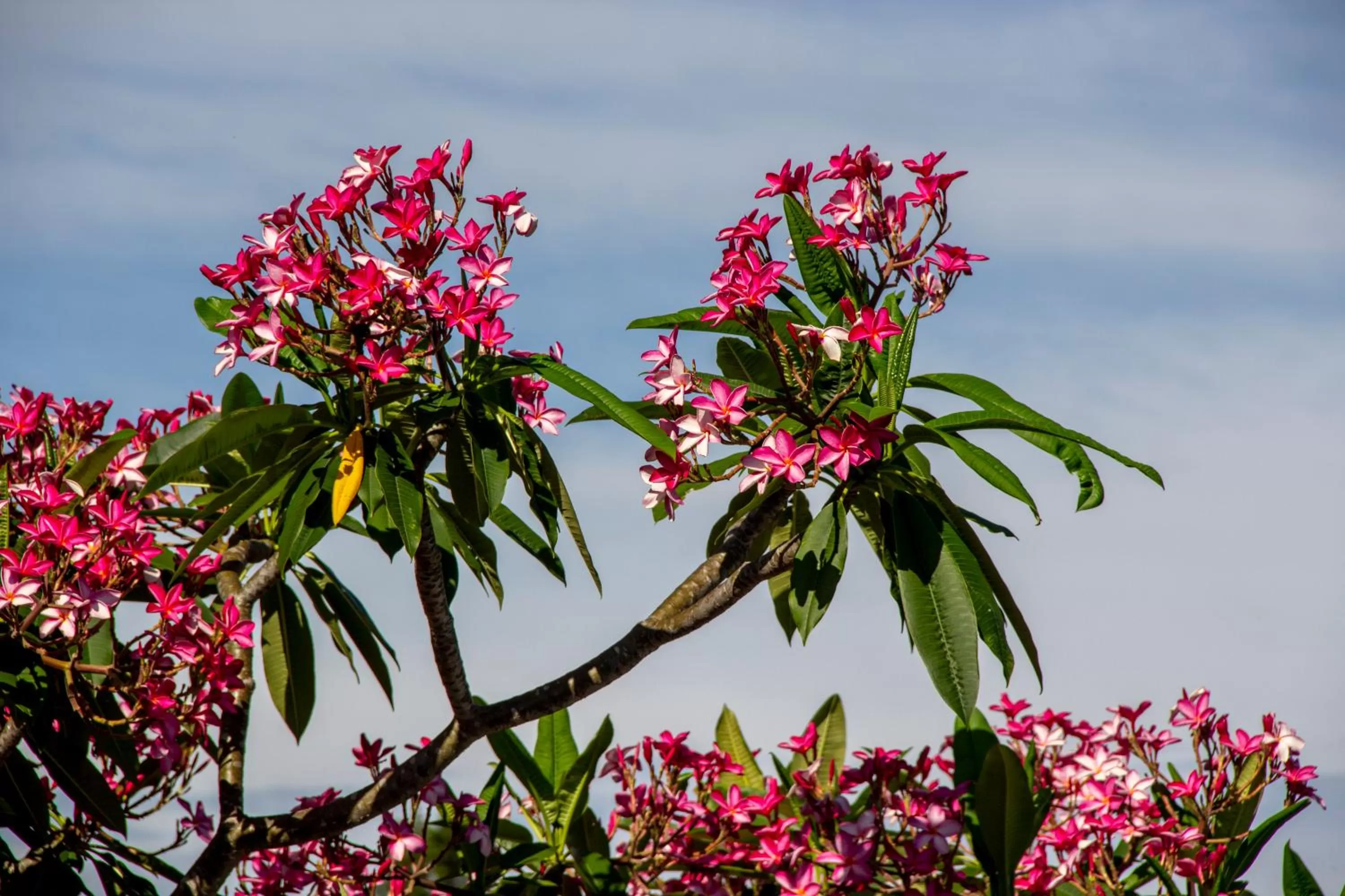 Garden in Bayside Inn and Marina