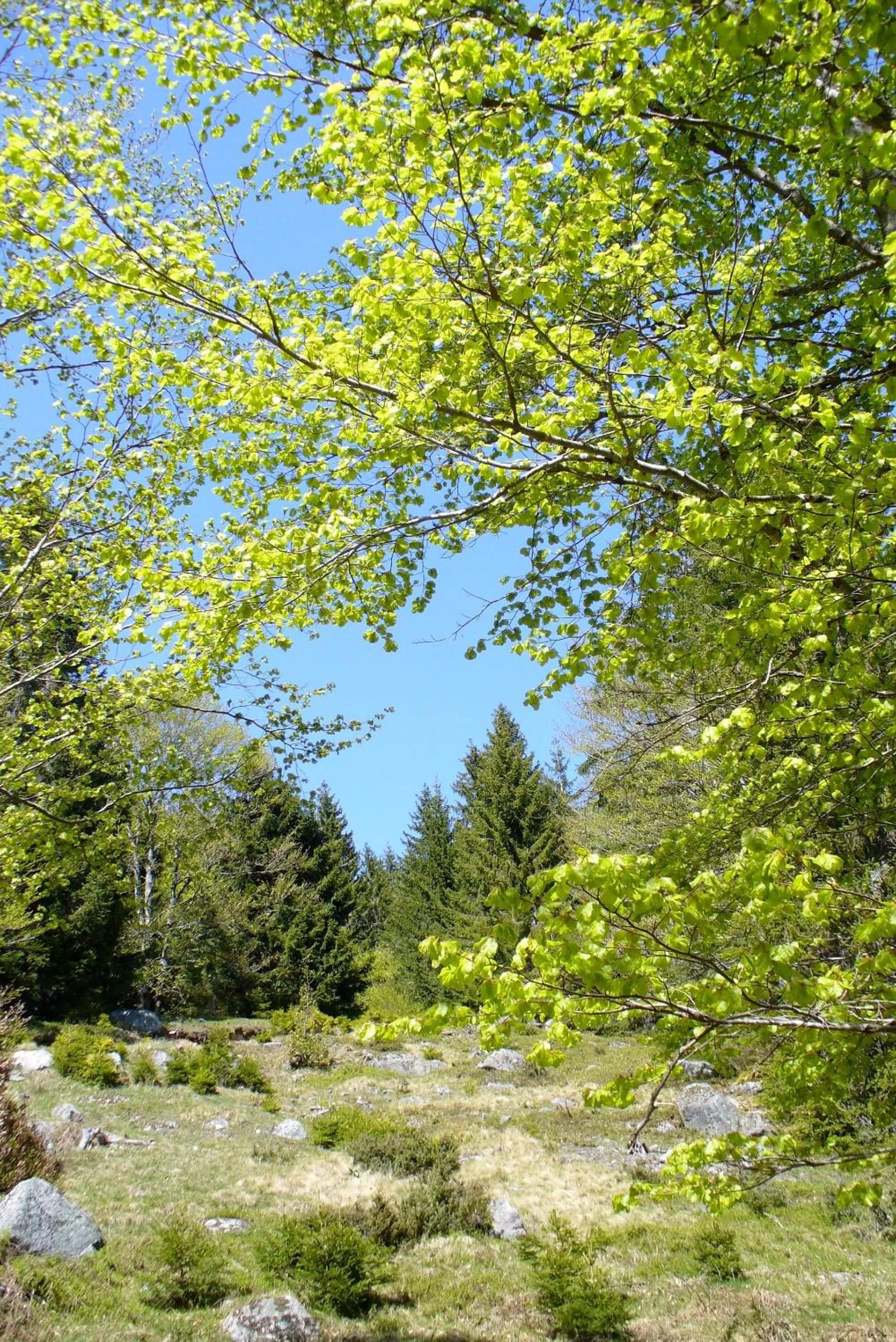 Spring in Haus Sonneck