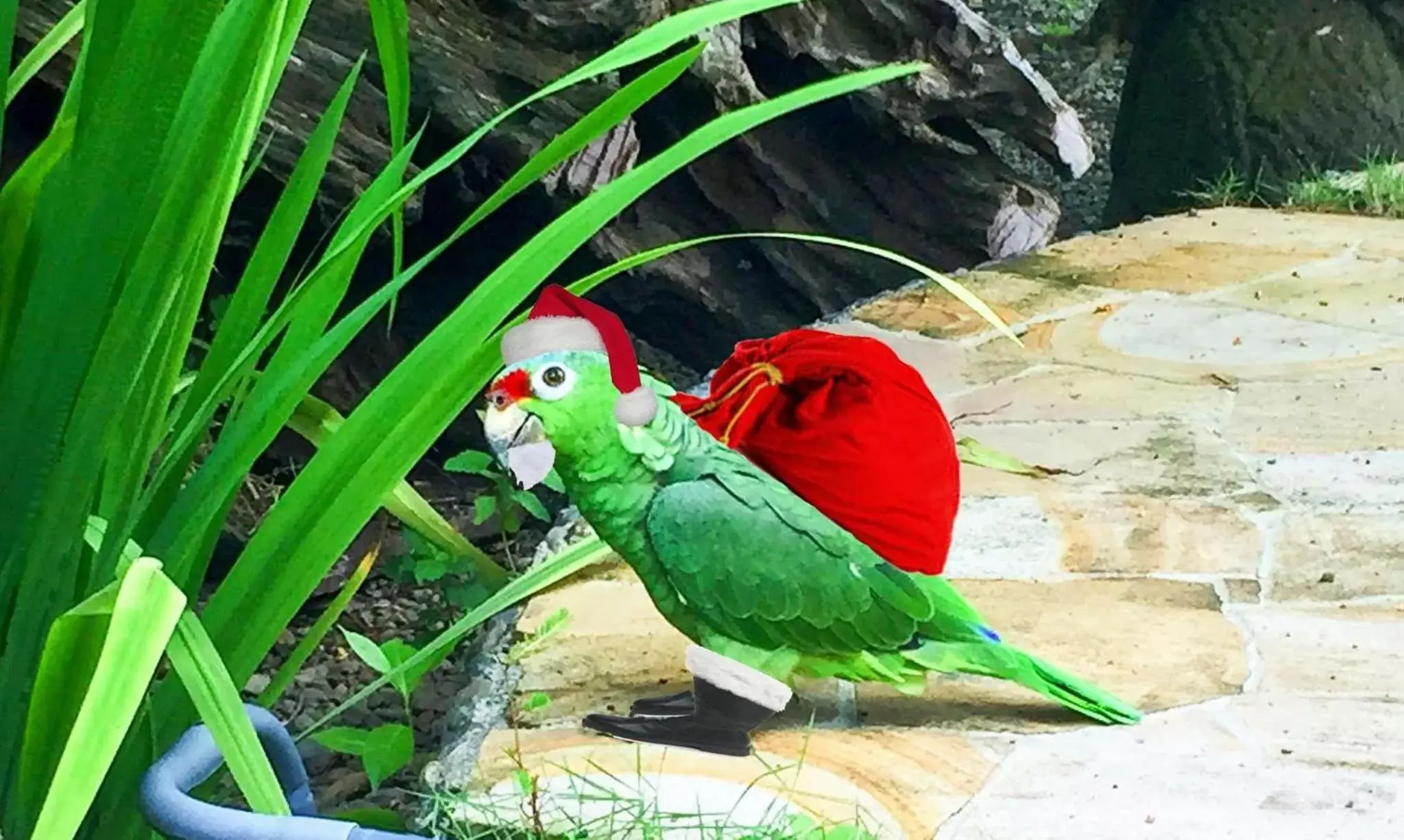 Natural landscape, Other Animals in Pacifico Loft Hotel