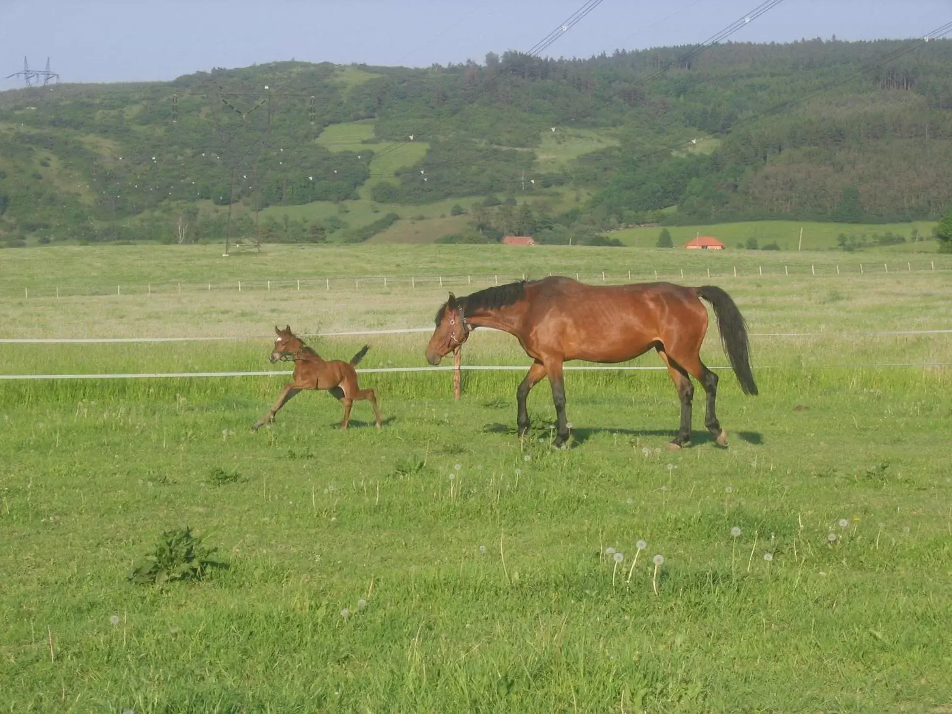 Nearby landmark, Other Animals in Pytloun Chateau Hotel Ctěnice