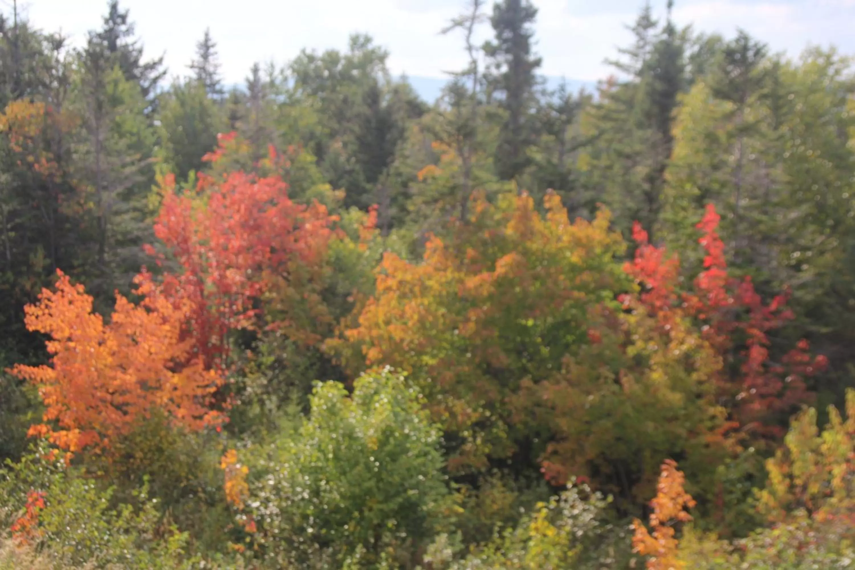 Other in Deer Lake Horizon Hotel
