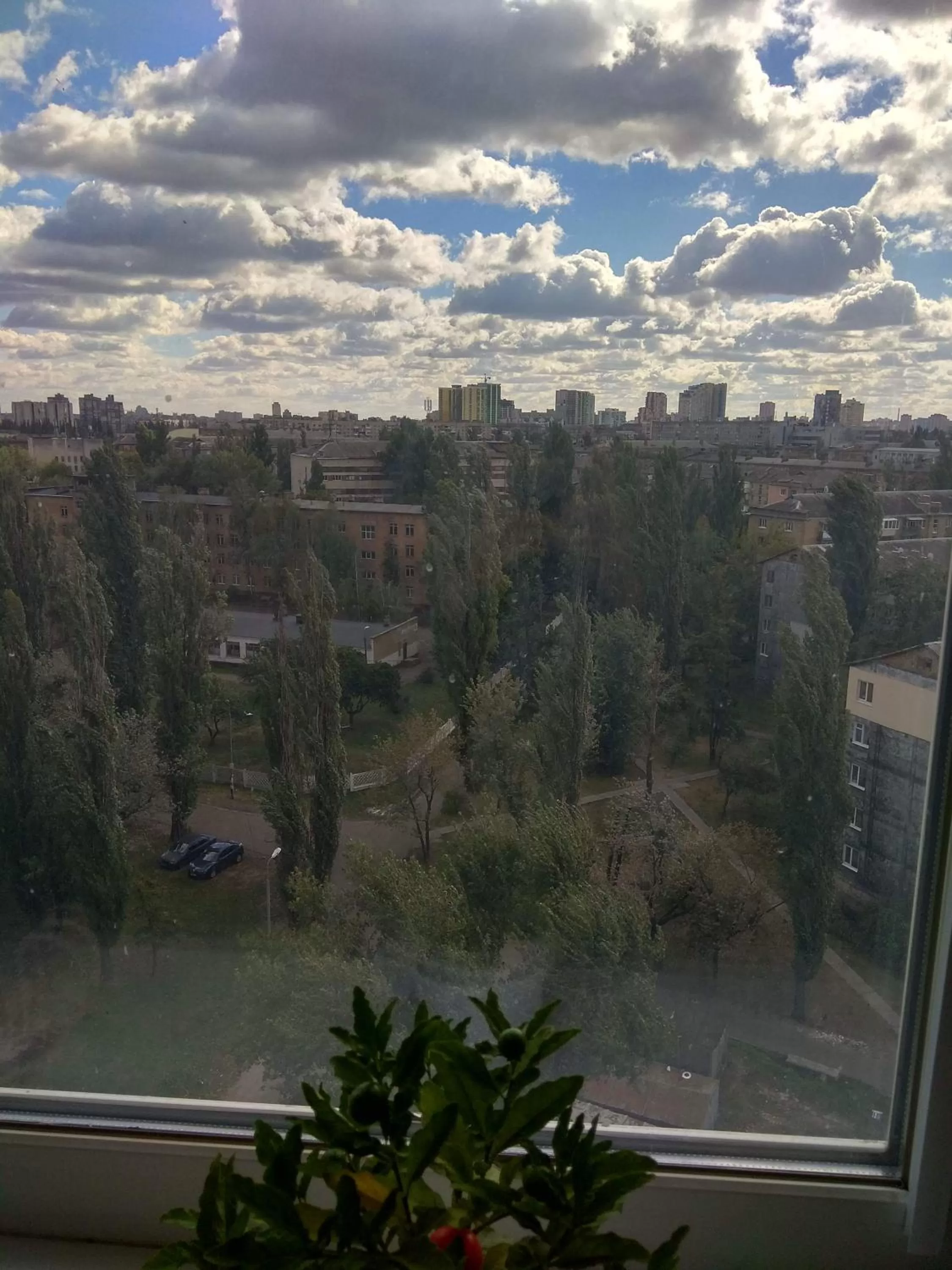 Neighbourhood in Alaska Fox