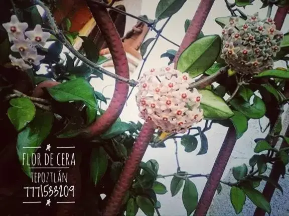 Flor de Cera