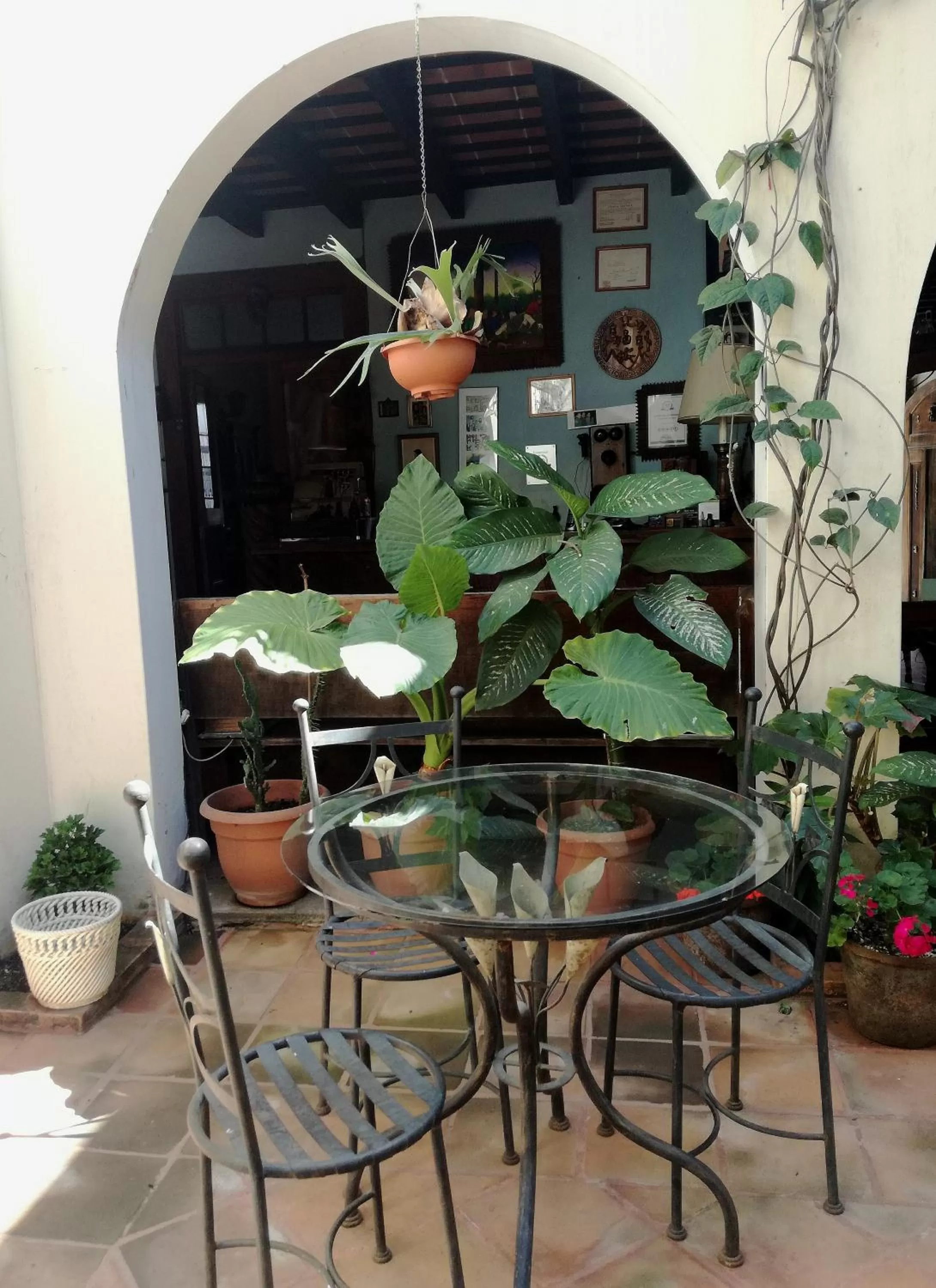 Garden in Posada San Sebastian