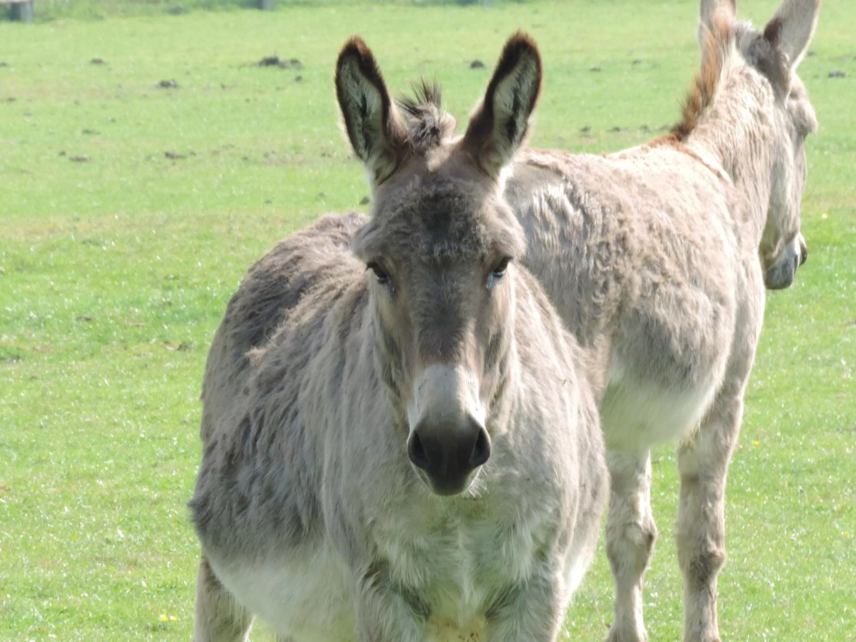 Pets in B&B Het Schaliënhof