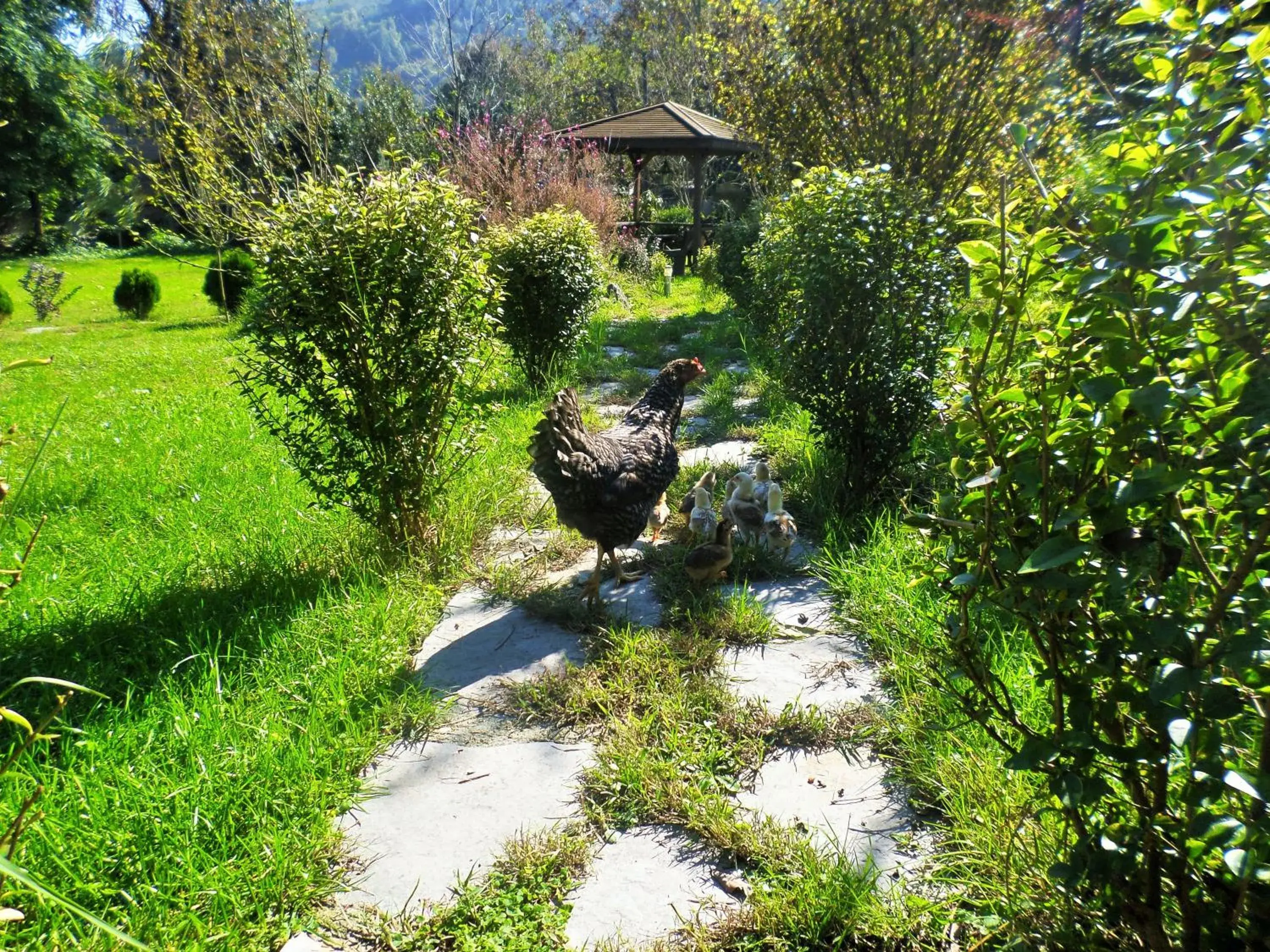 Spring, Garden in Villa Kirkpinar Sapanca