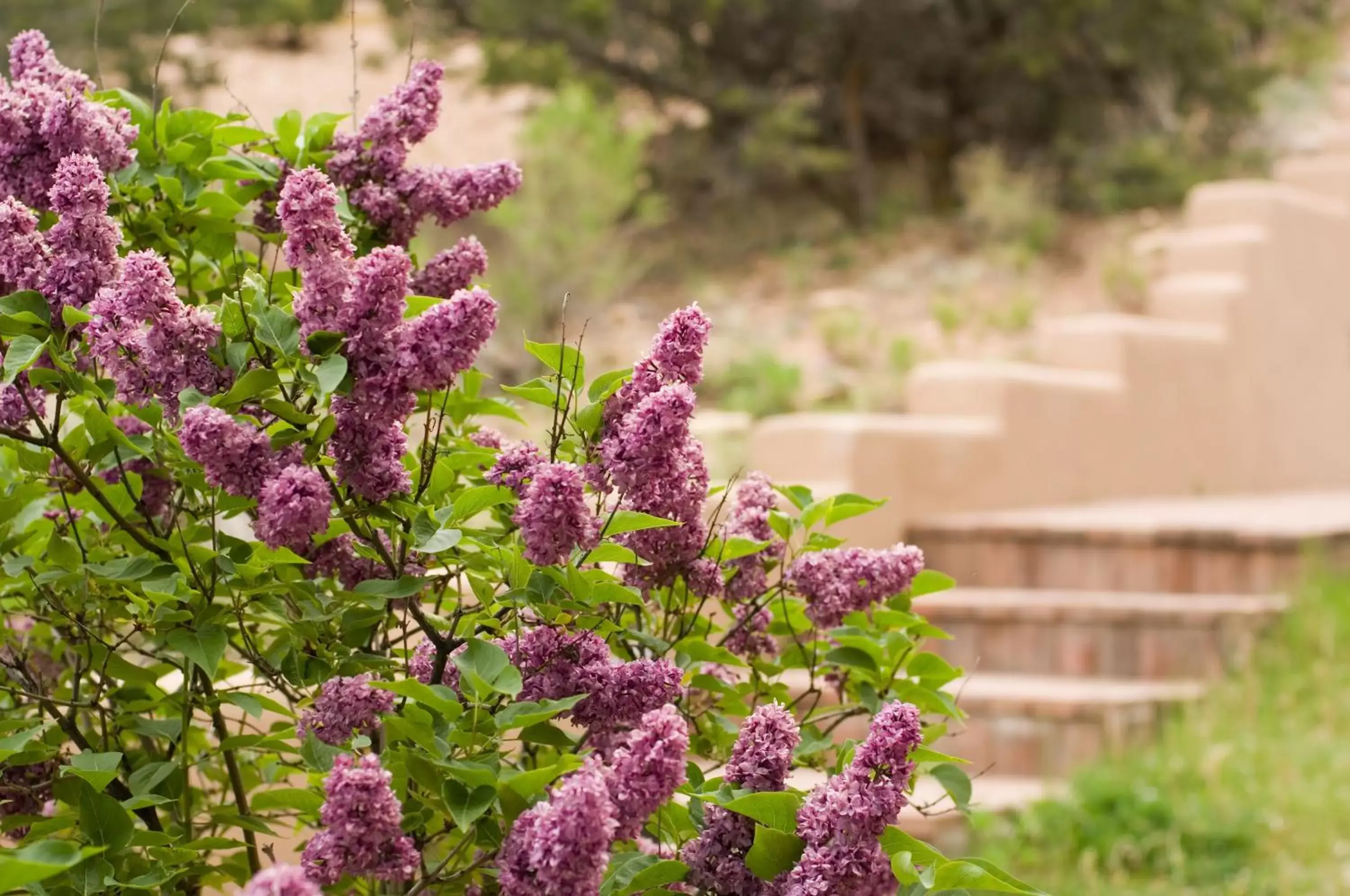 Decorative detail, Garden in Fort Marcy Suites