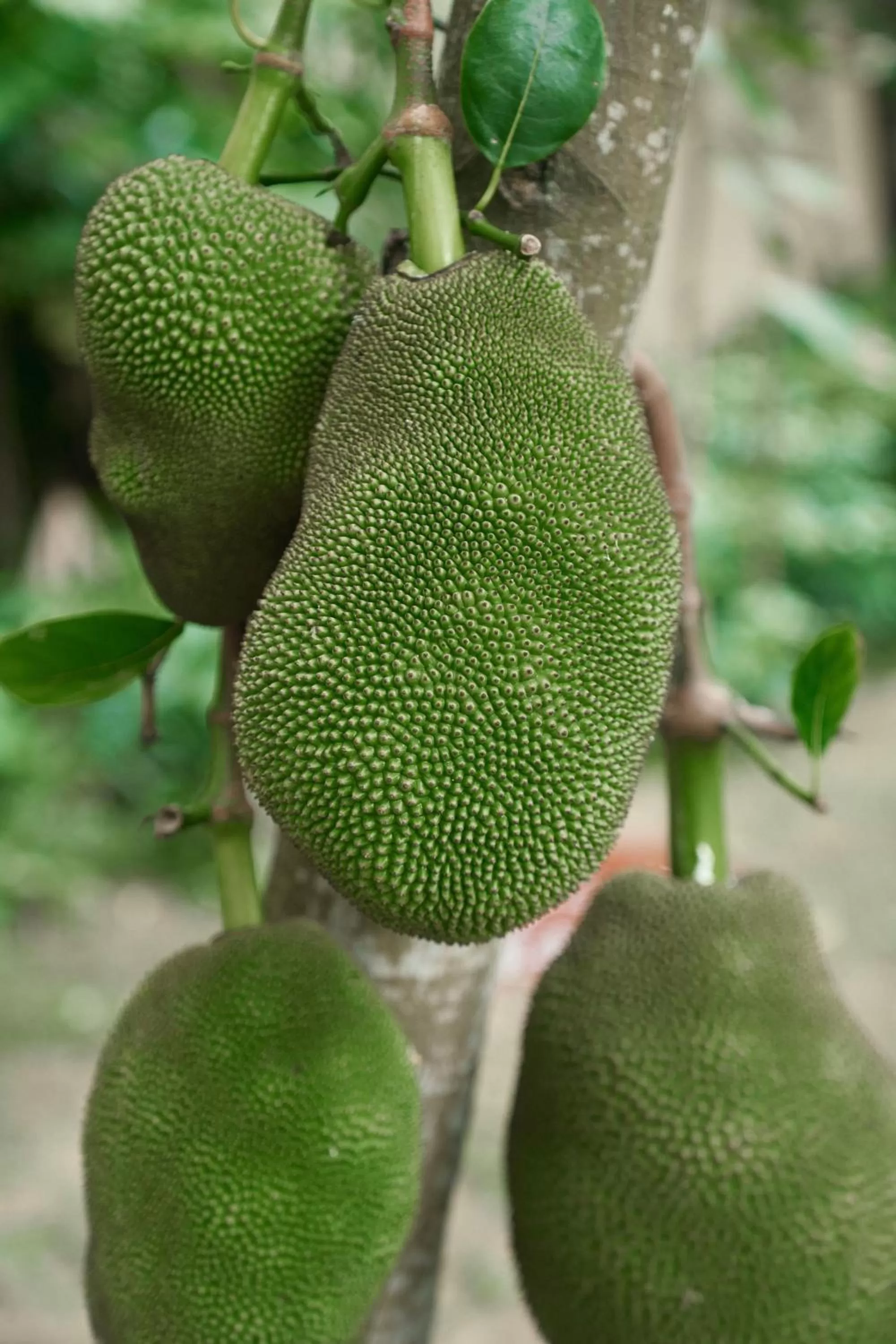 Other in The Ritz-Carlton Sanya, Yalong Bay