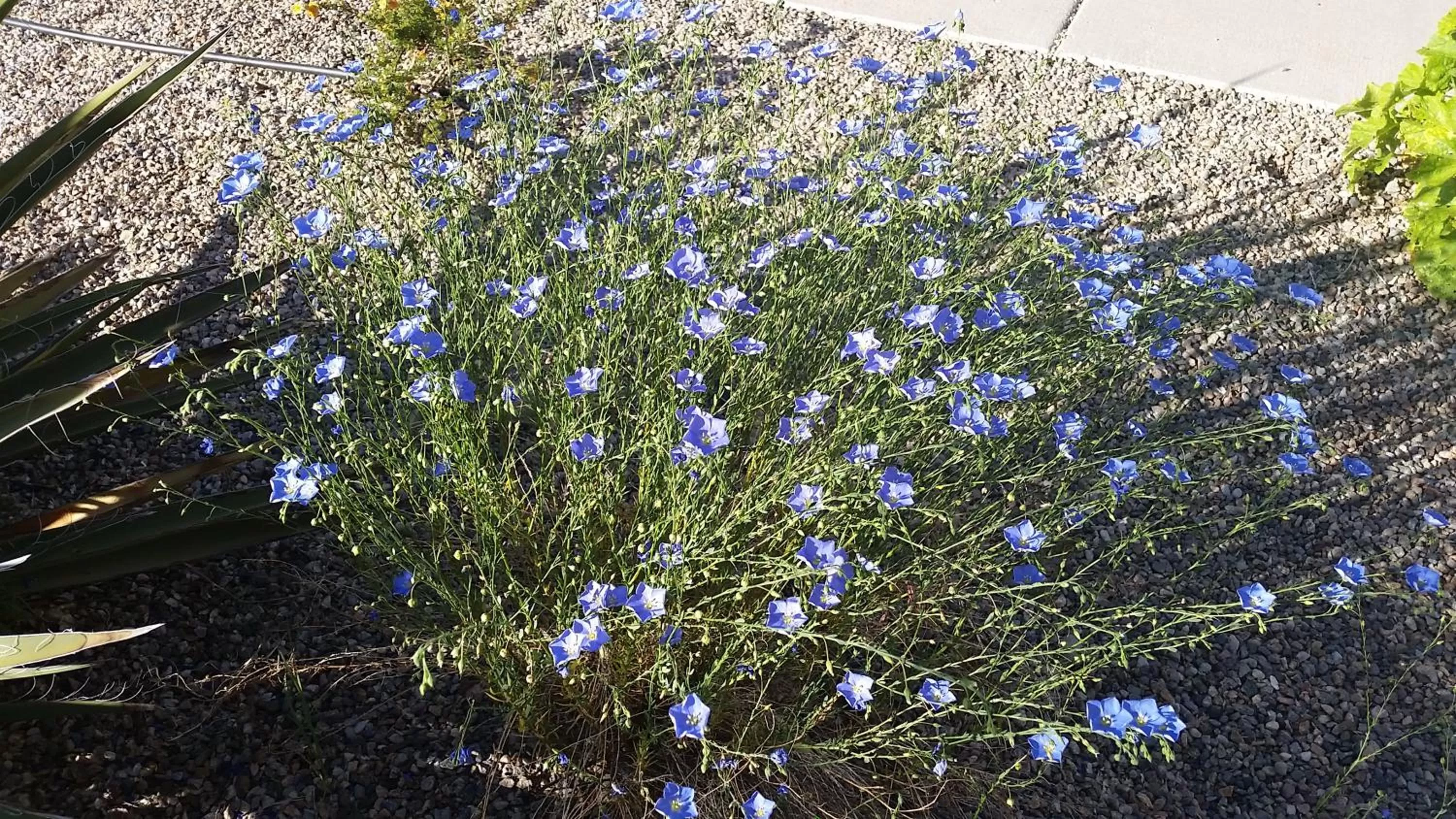 Property building in Sagebrush Inn & Suites