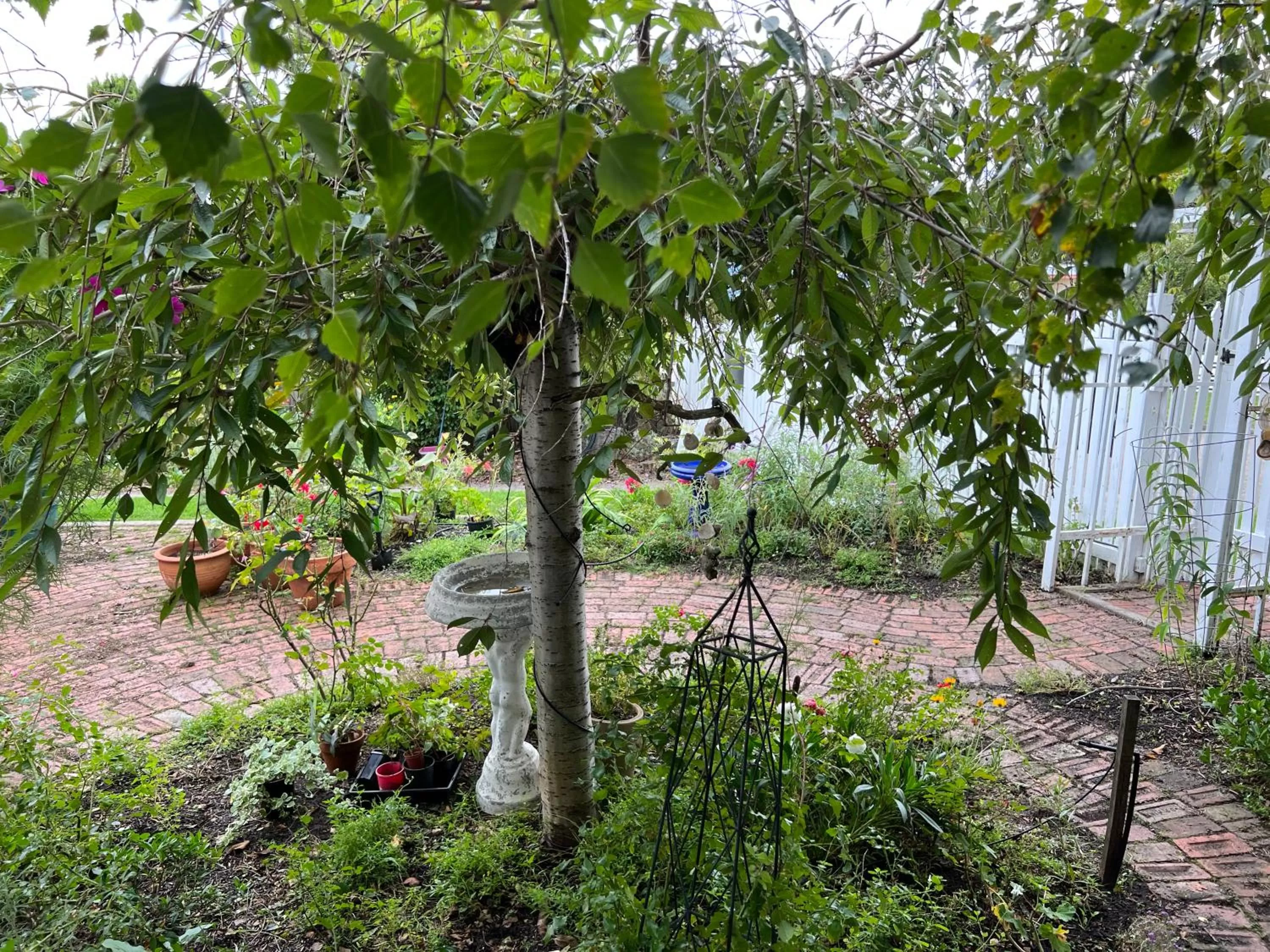 Garden view in Ivy May Cottage