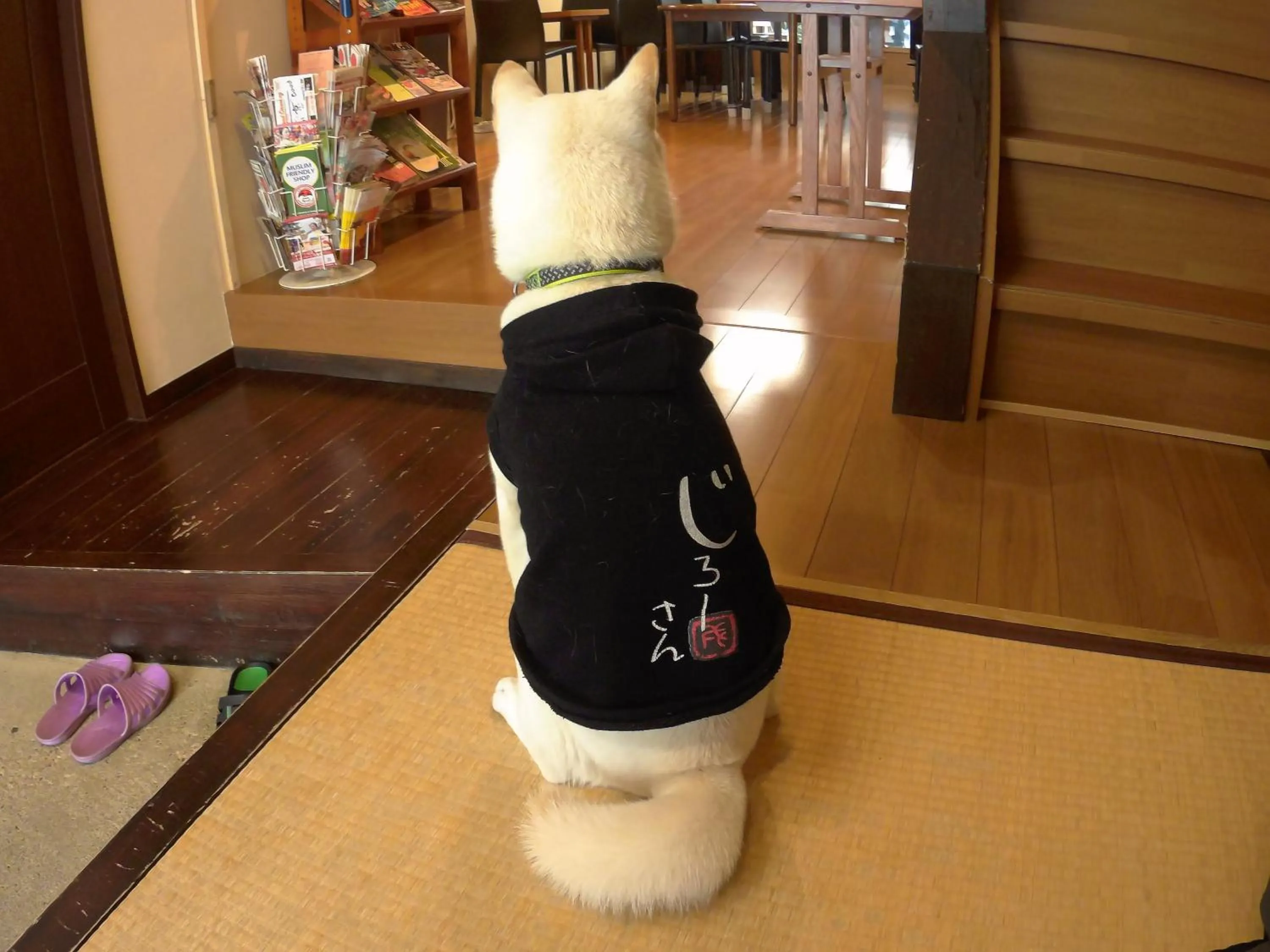 Pets in Guest House Ga-Jyun