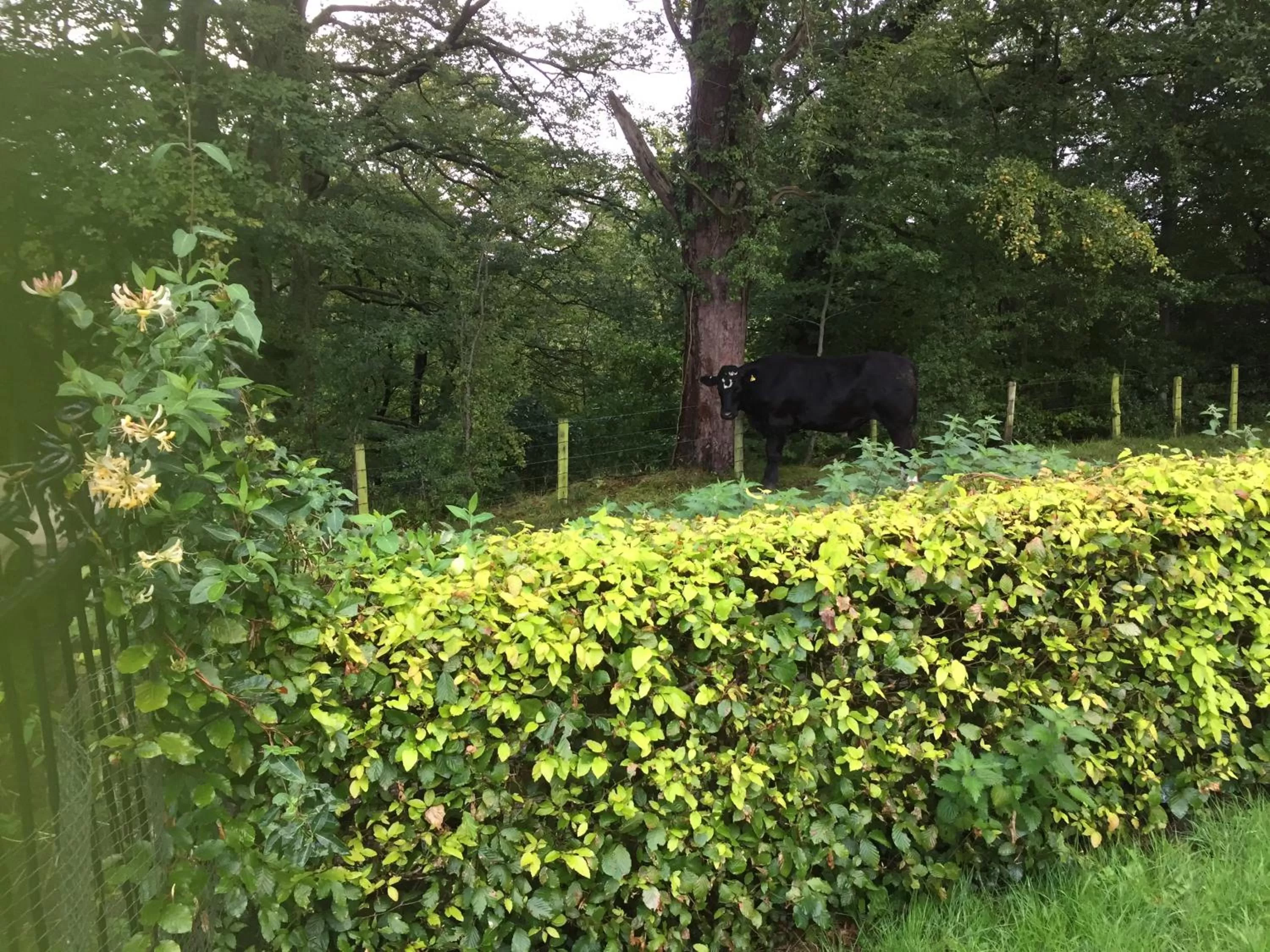 Natural landscape, Garden in Retreat at The Knowe Auchincruive Estate
