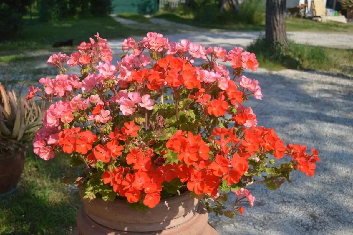 Garden in B&B Tenuta Zavaia