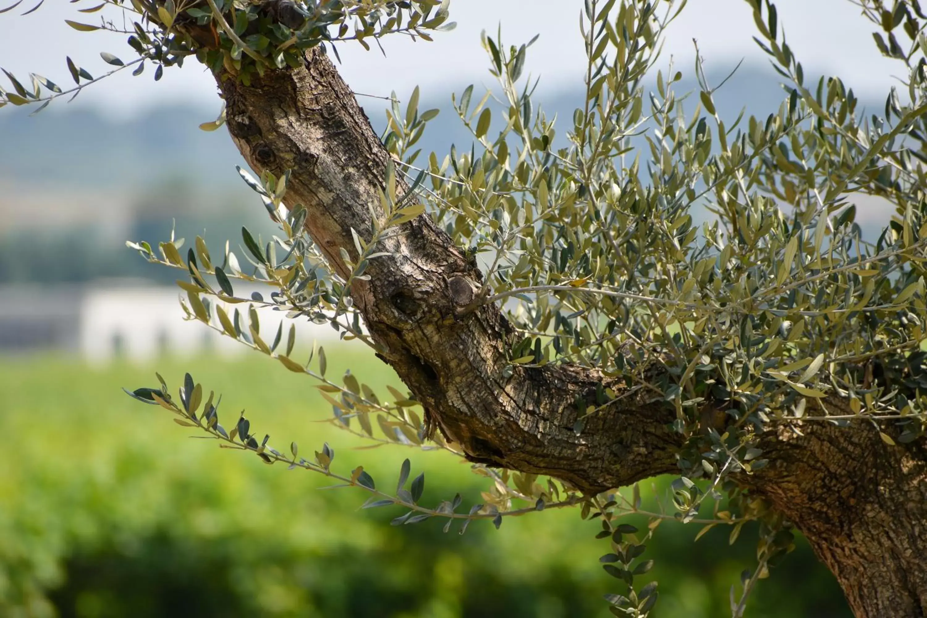 Garden in Bed and Breakfast Le Giale