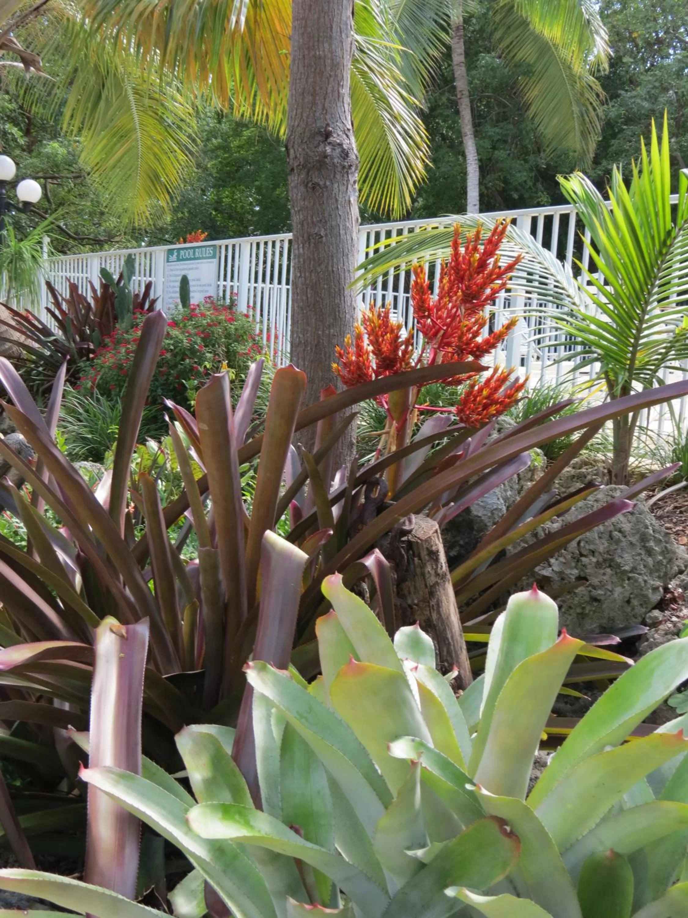Other, Garden in Coconut Bay Resort - Key Largo