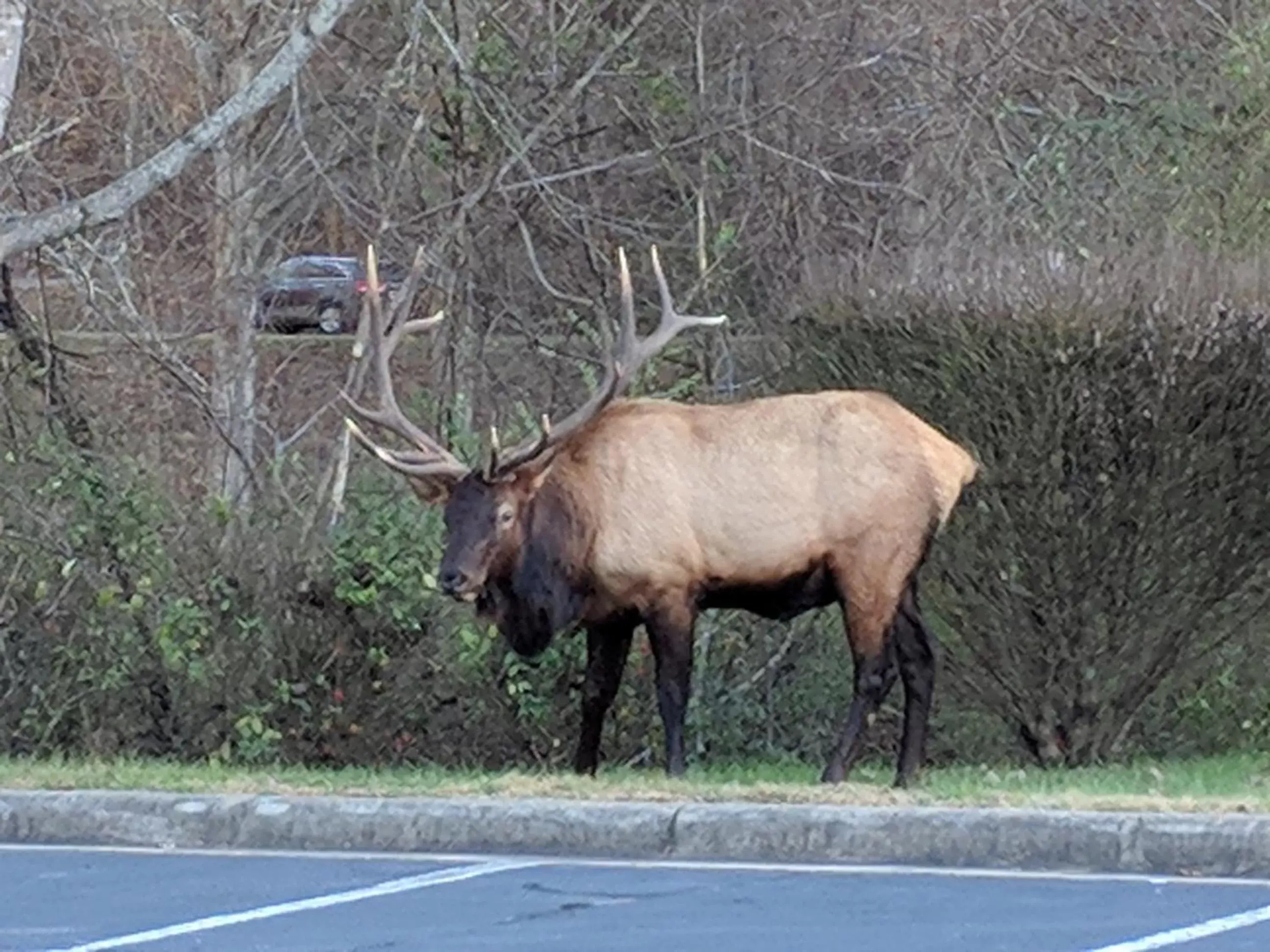 Winter, Other Animals in Quality Inn Cherokee