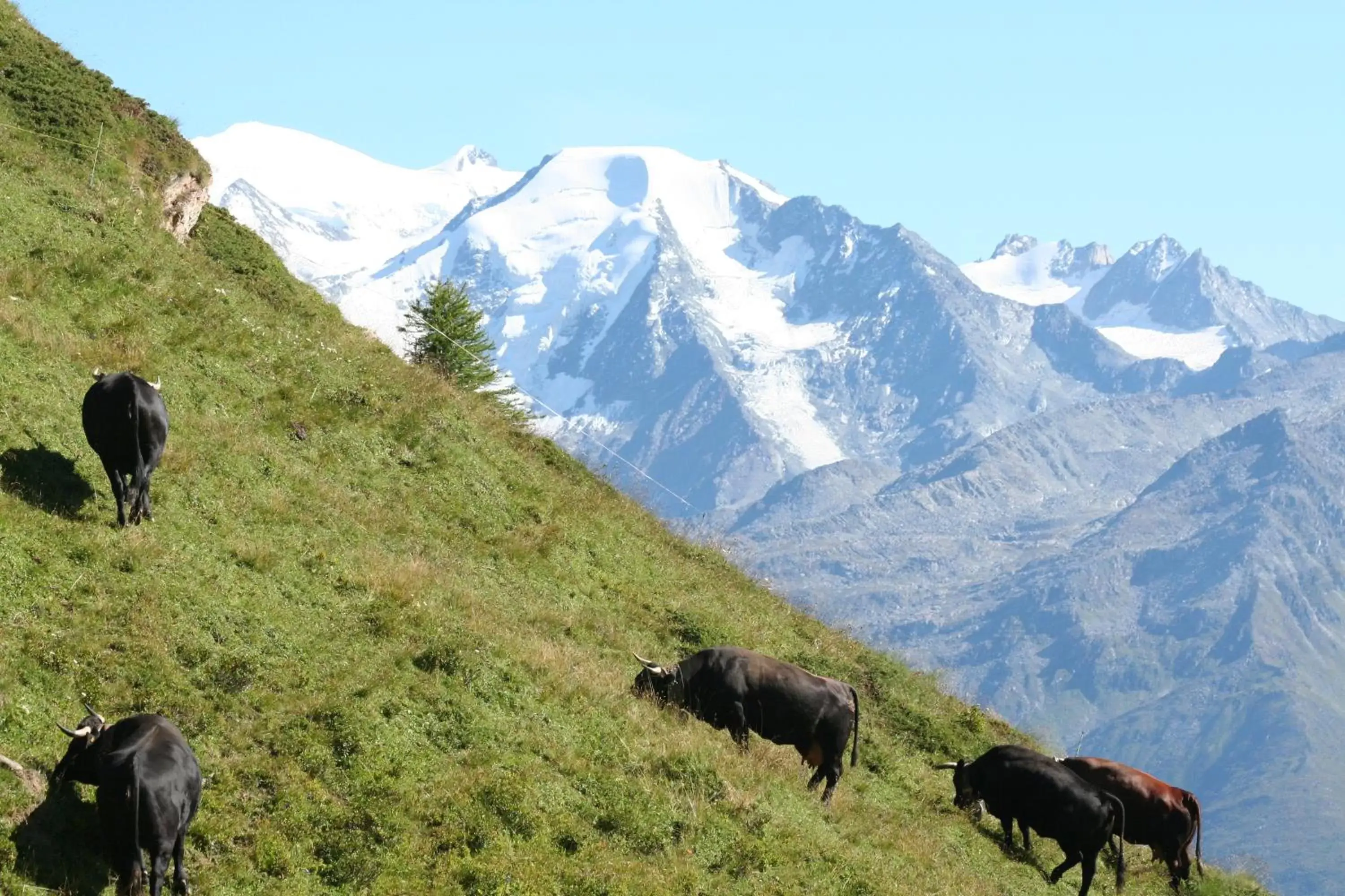 Summer, Other Animals in BnB Claudy et Elizabeth Michellod-Dutheil