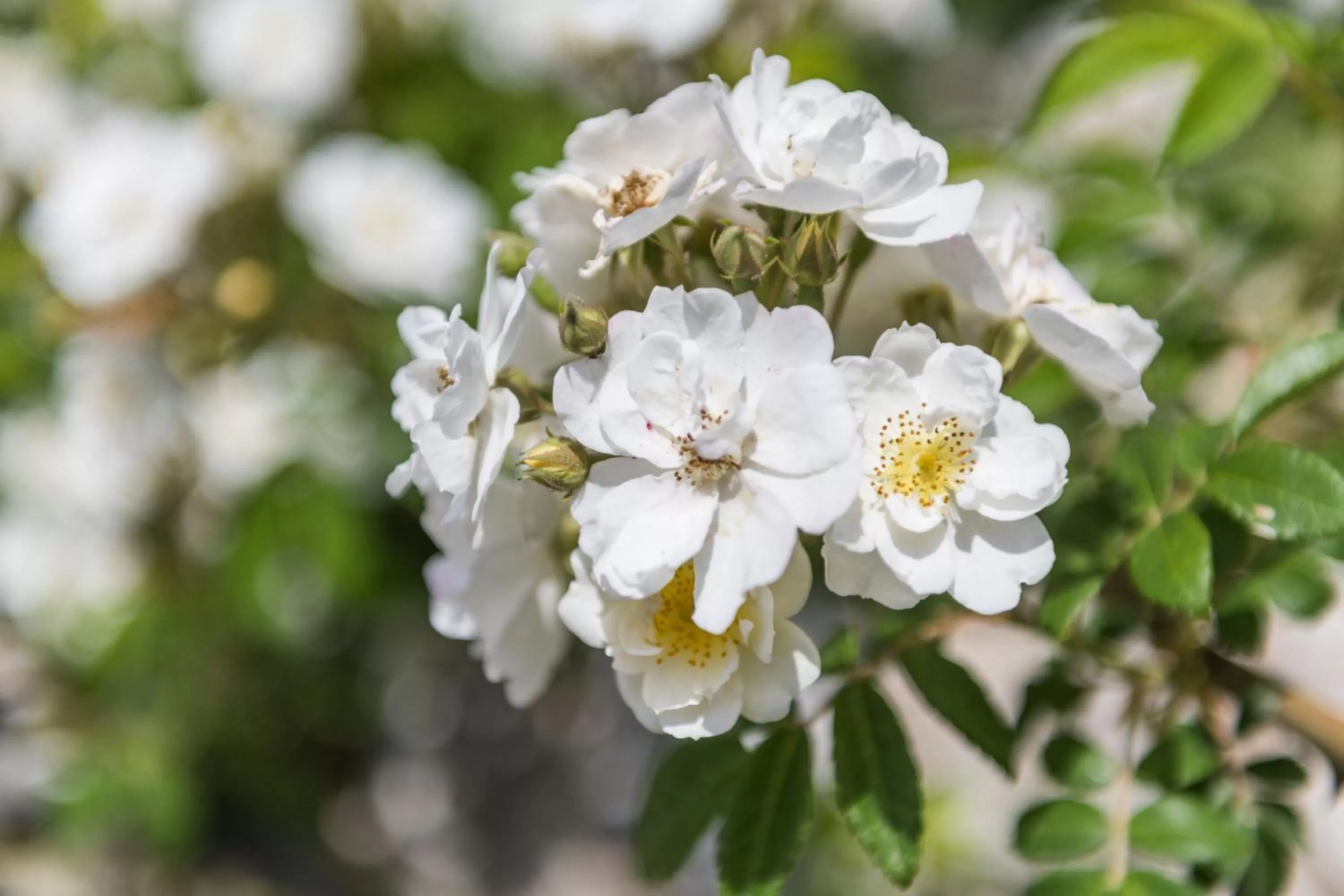 Garden in Monnàber Vell