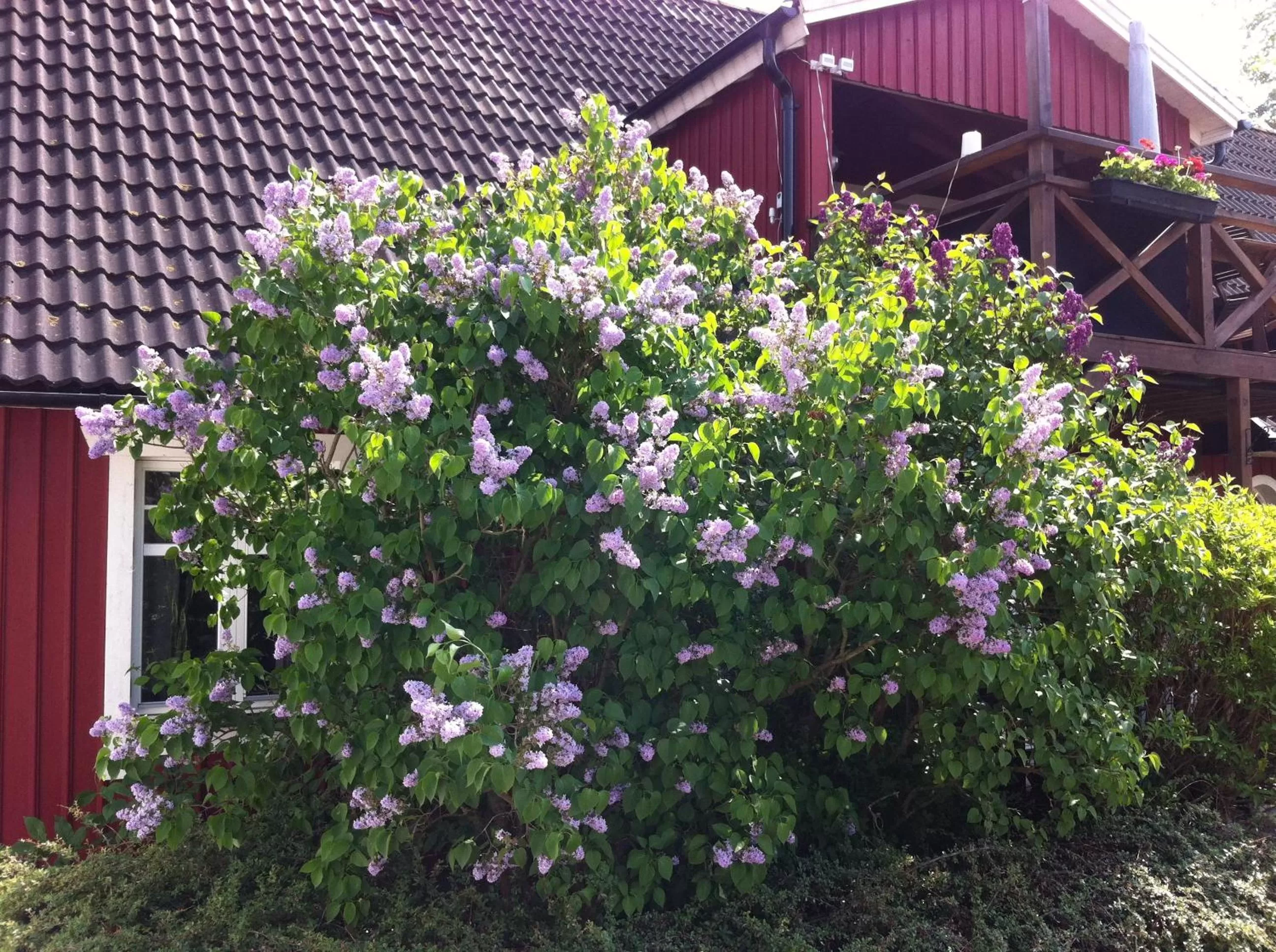Area and facilities in Mattisgården Bed & Breakfast