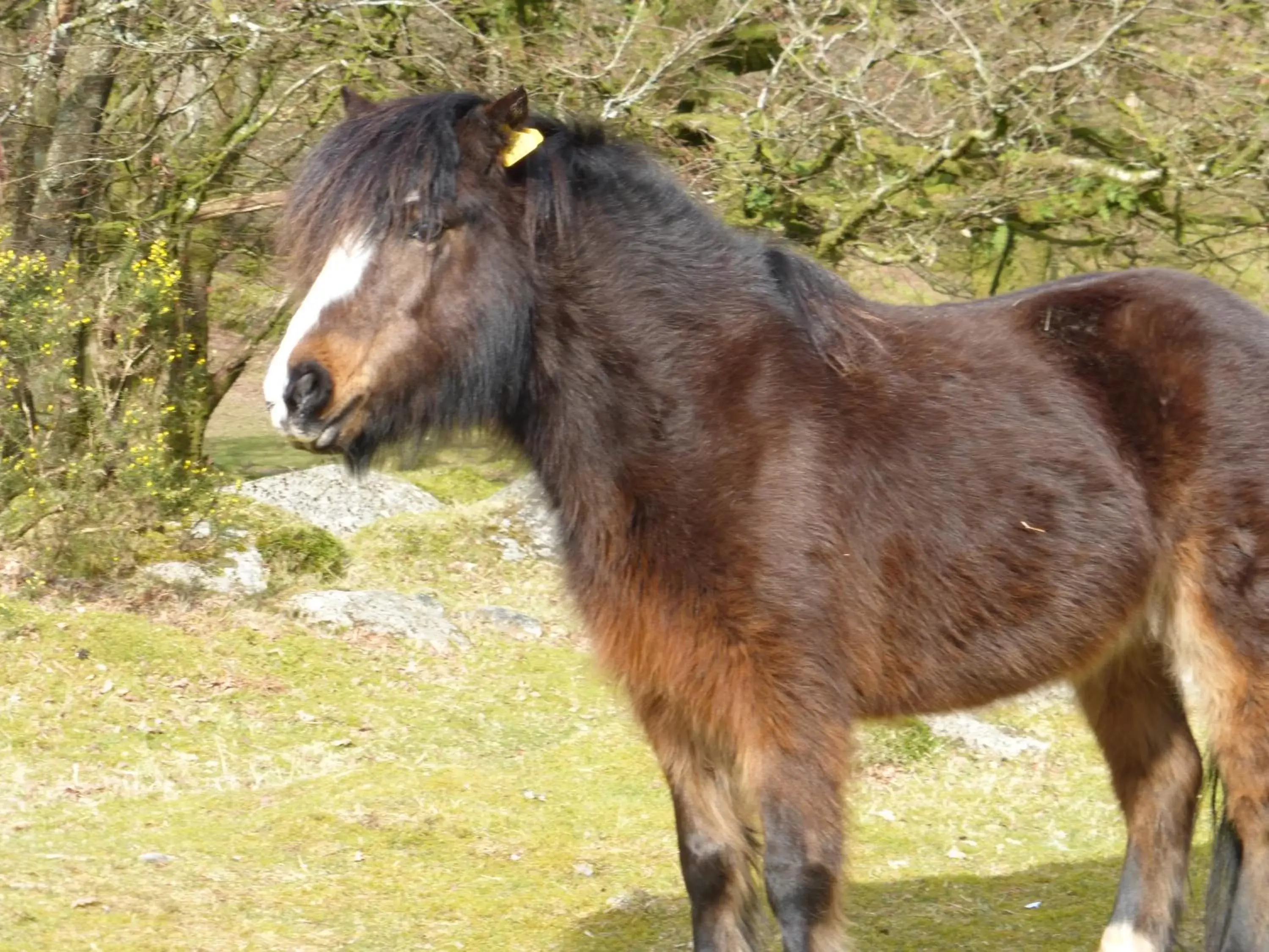 Animals, Other Animals in Barnabas House