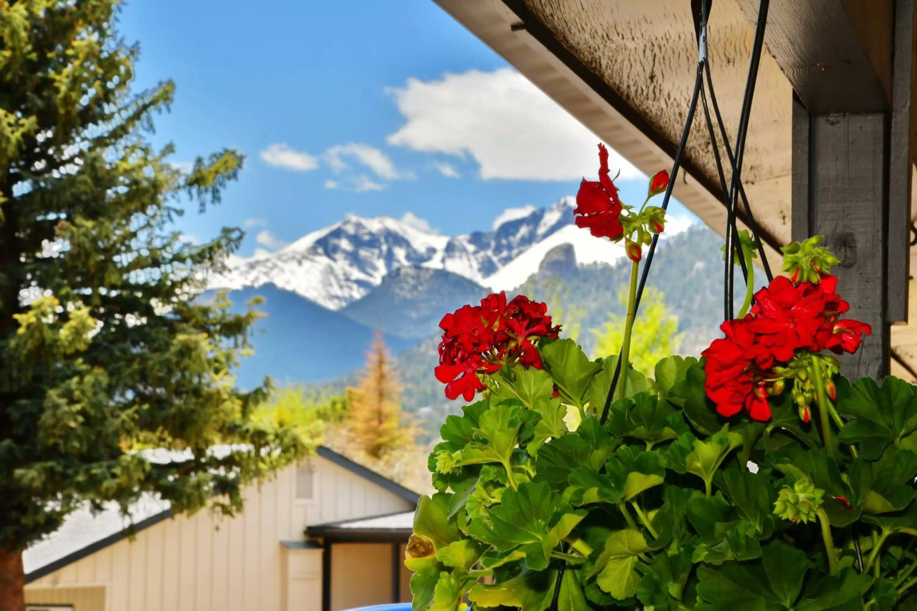 Mountain view in Murphy's Resort