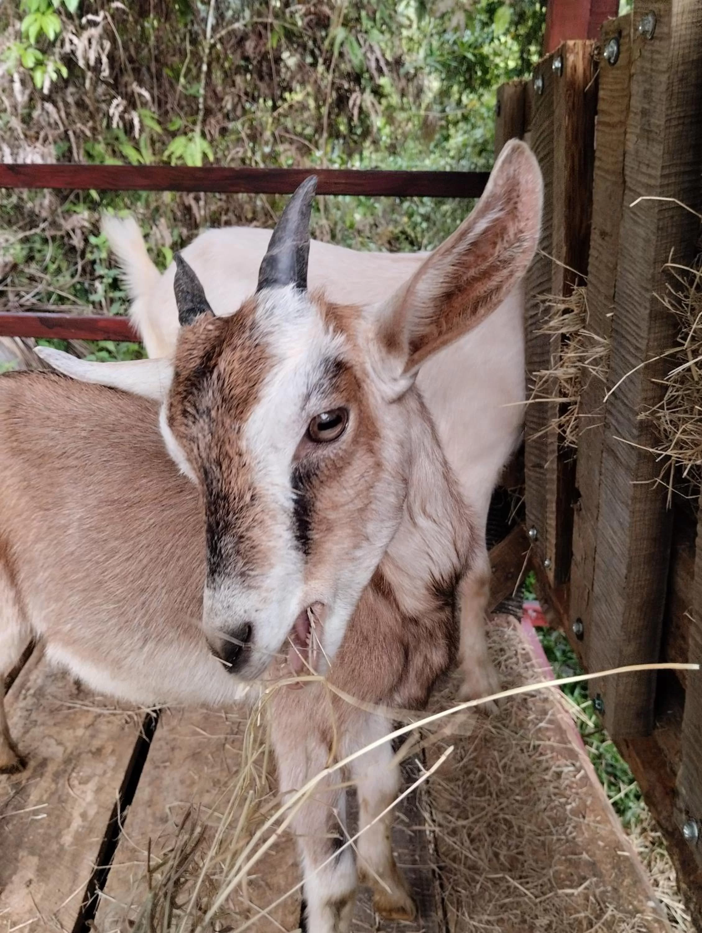 Animals, Other Animals in Hotel Rivel - Adventure & Nature Retreat