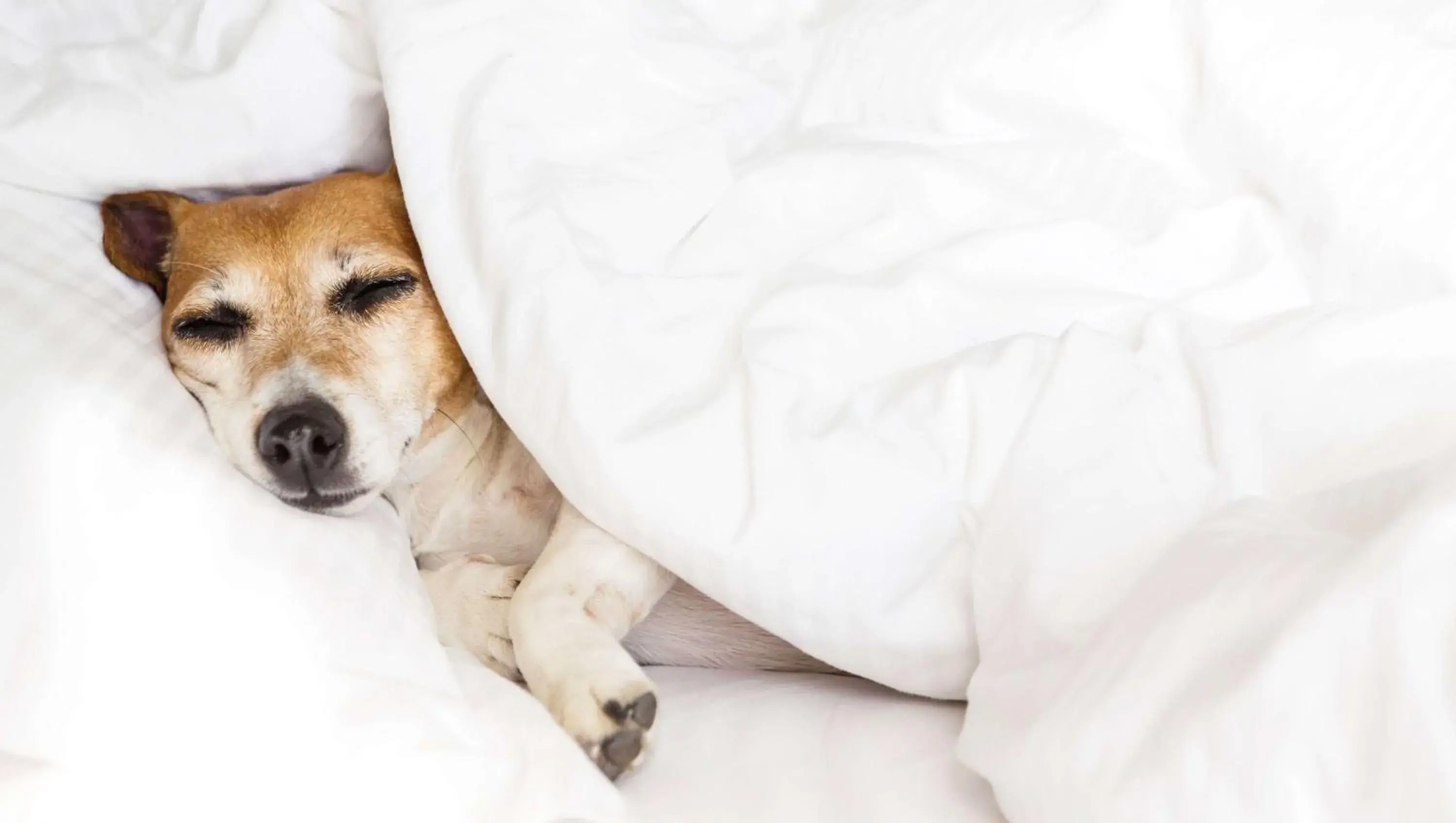 Pets, Bed in M Star Hotel Searcy Pets, Bed in M Star Hotel Searcy