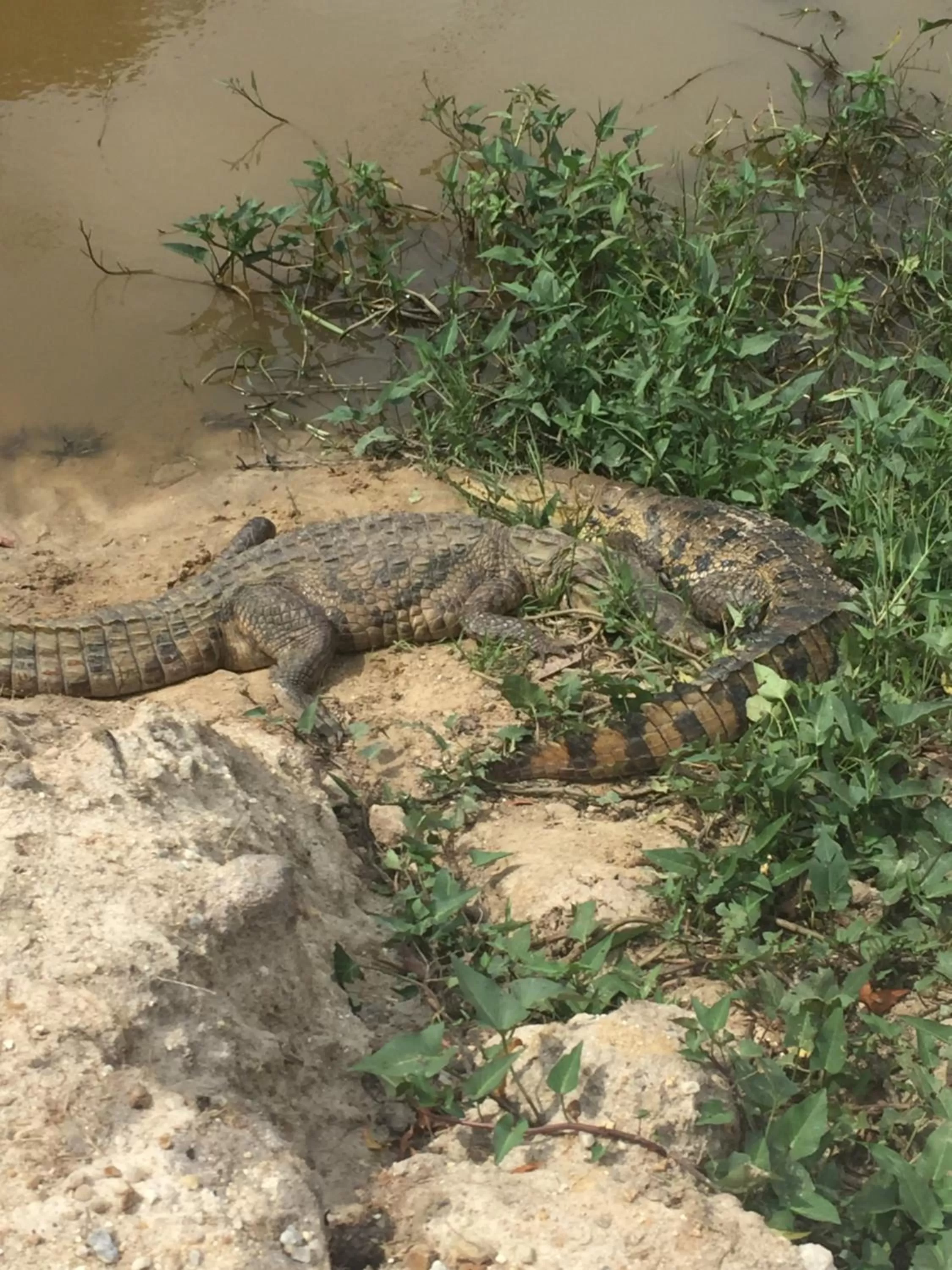 Animals in Hans Cottage Botel