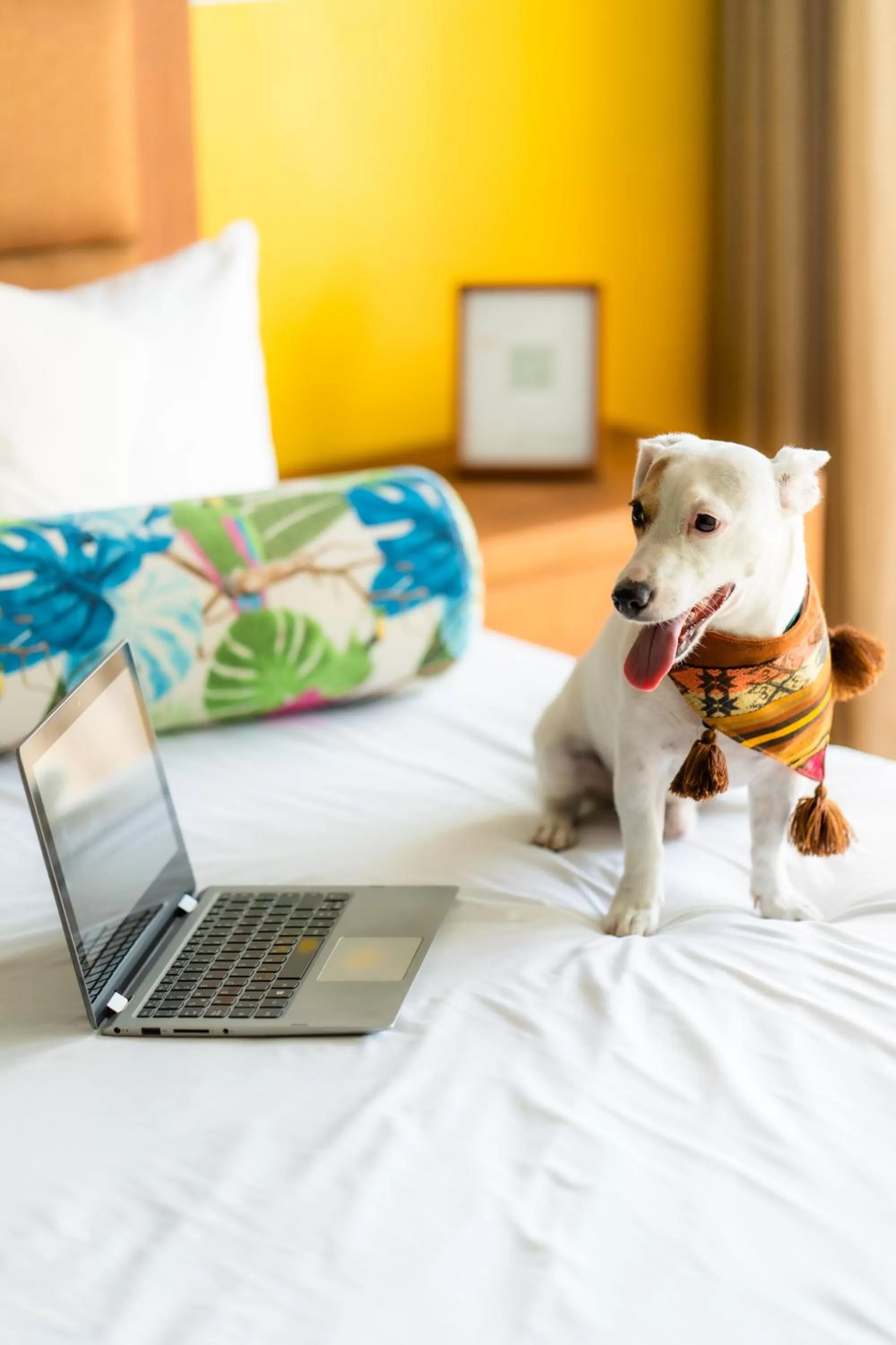 Pets, Bed in Albatros Suites by Bedsfriends