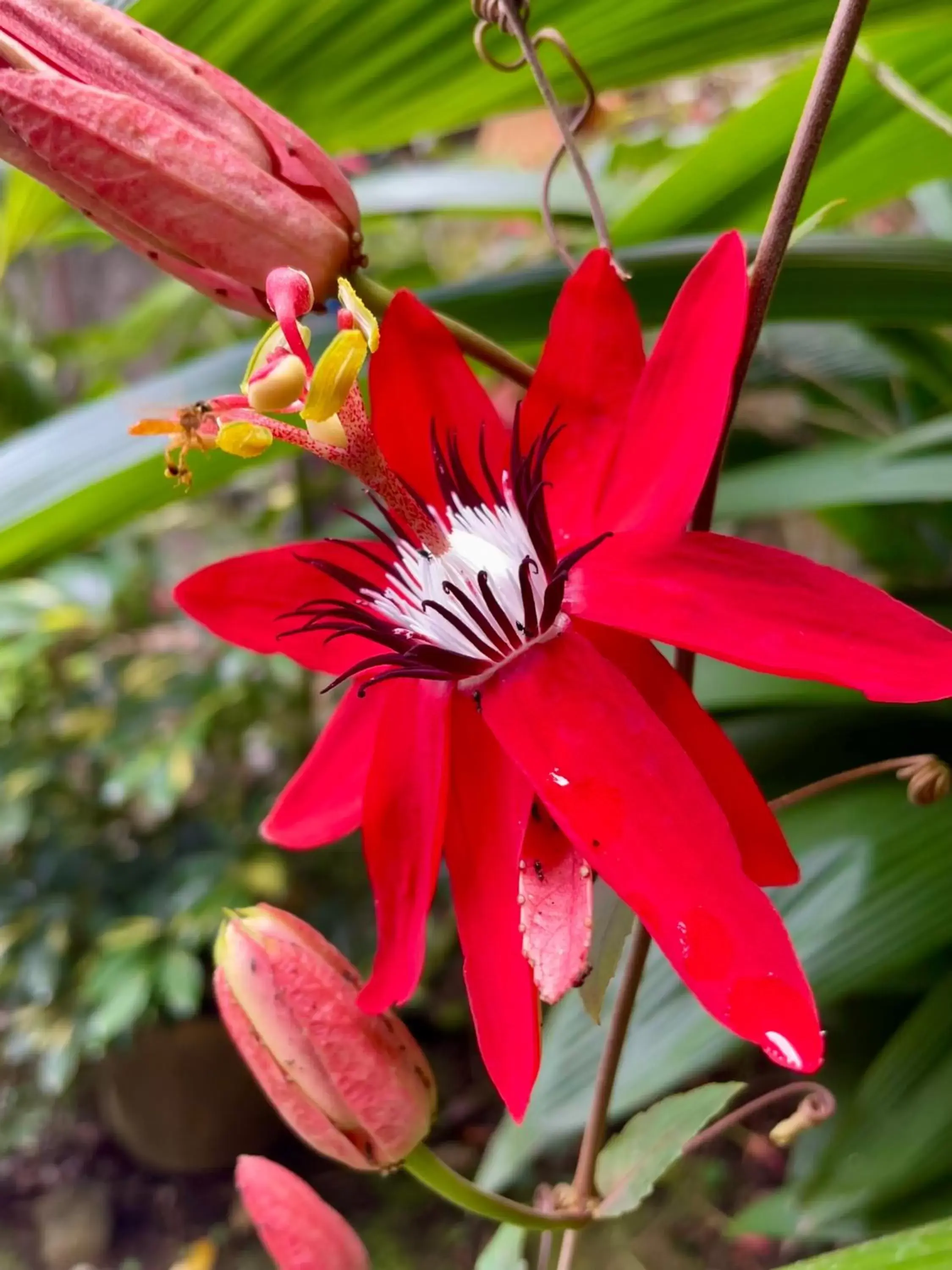 Garden, Other Animals in Casa de Lis Hotel & Tourist Info Centre