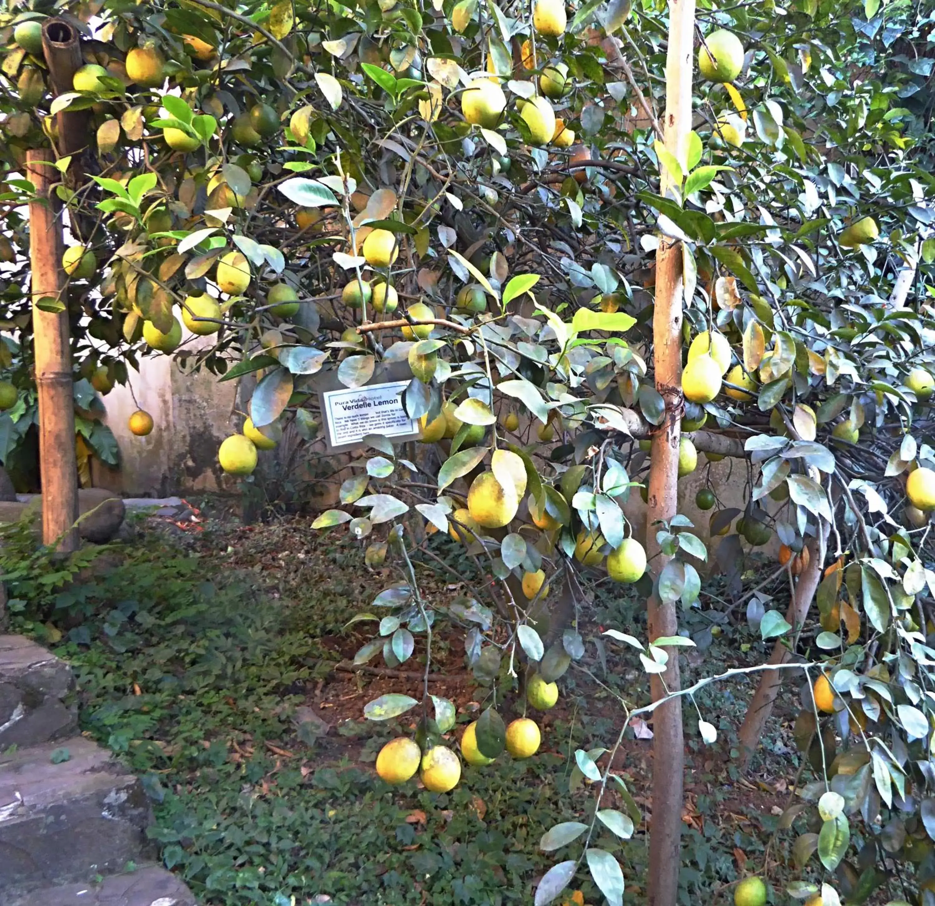 Garden in Pura Vida Hotel