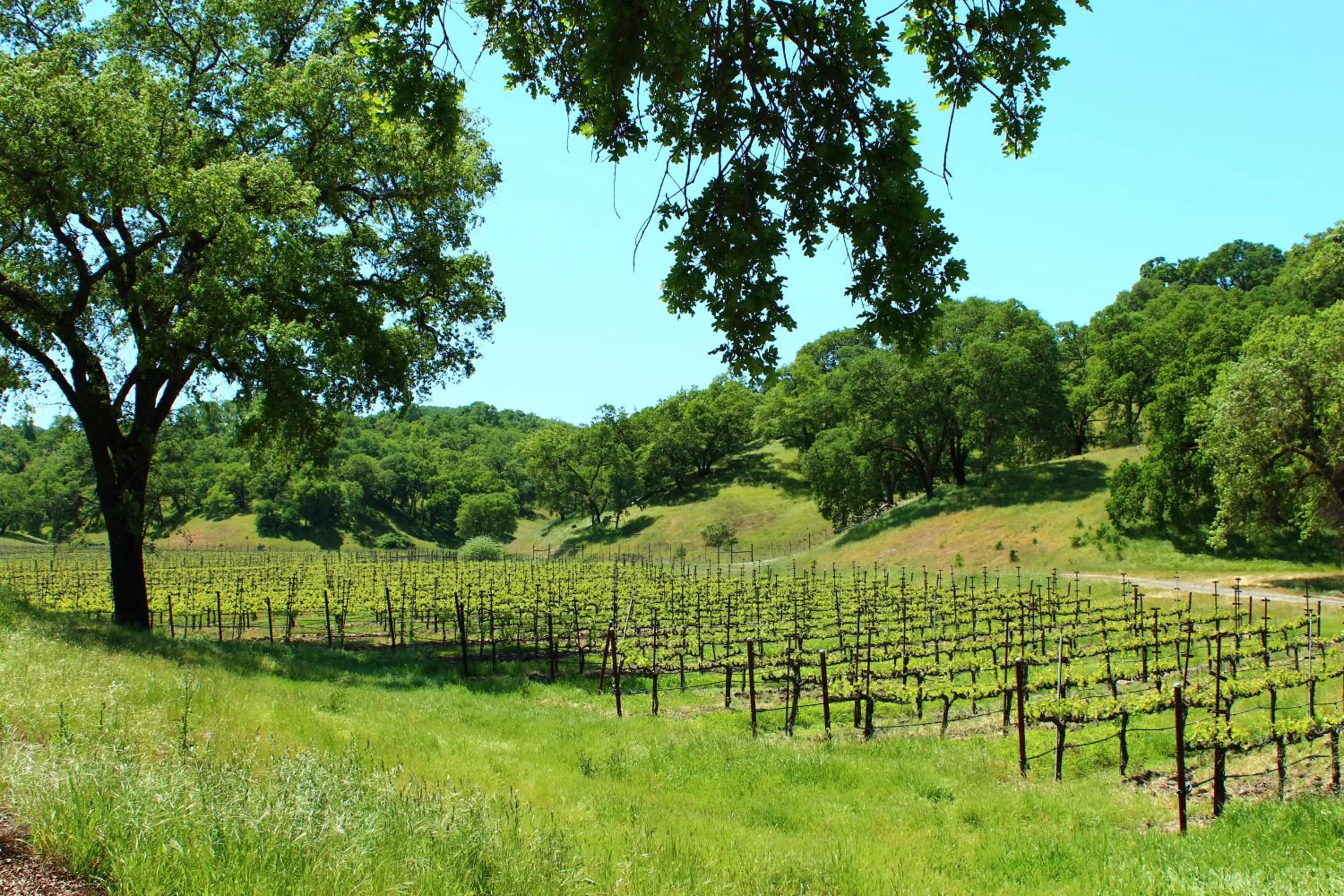 Spring in Super 8 Ukiah by Wyndham