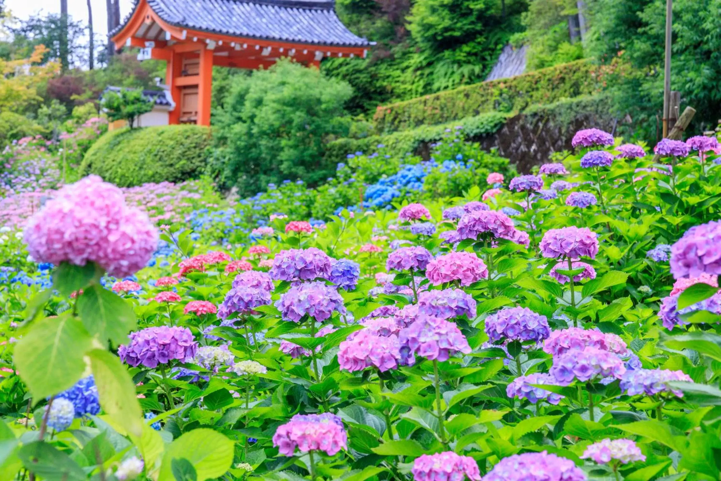 Nearby landmark, Garden in MIMARU kyoto NIJO CASTLE