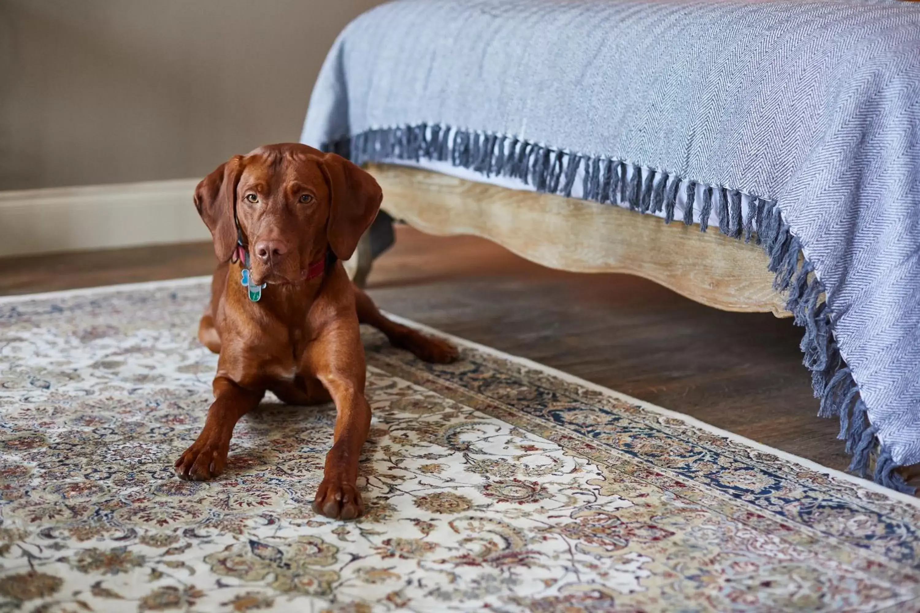 Pets in The Swan Inn