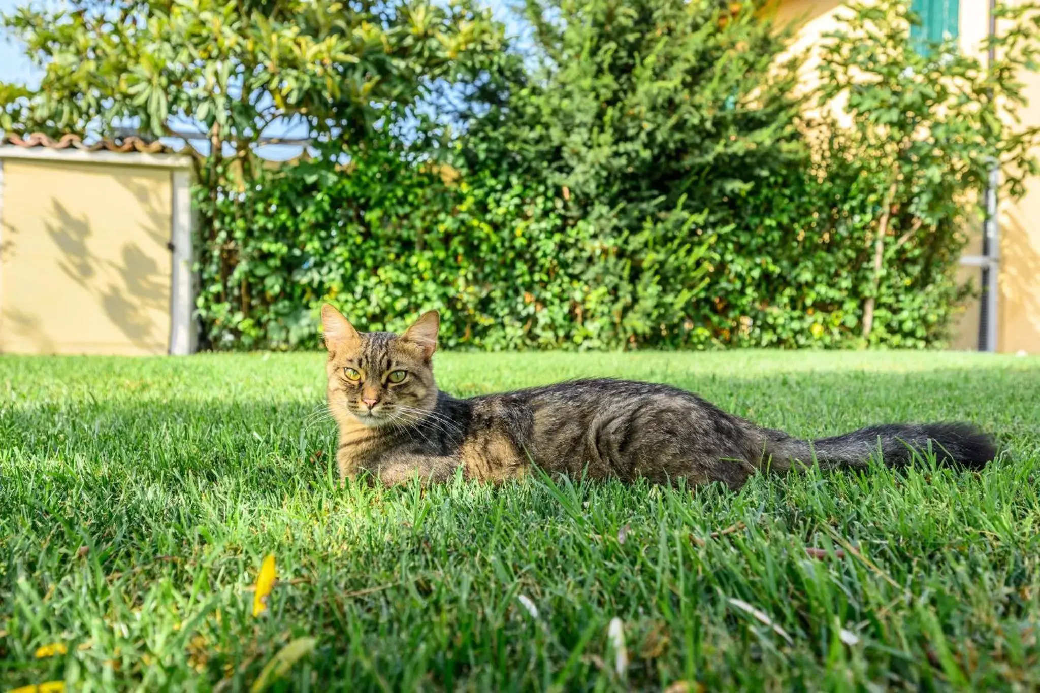 Pets in La Casa di Valeria - Modena