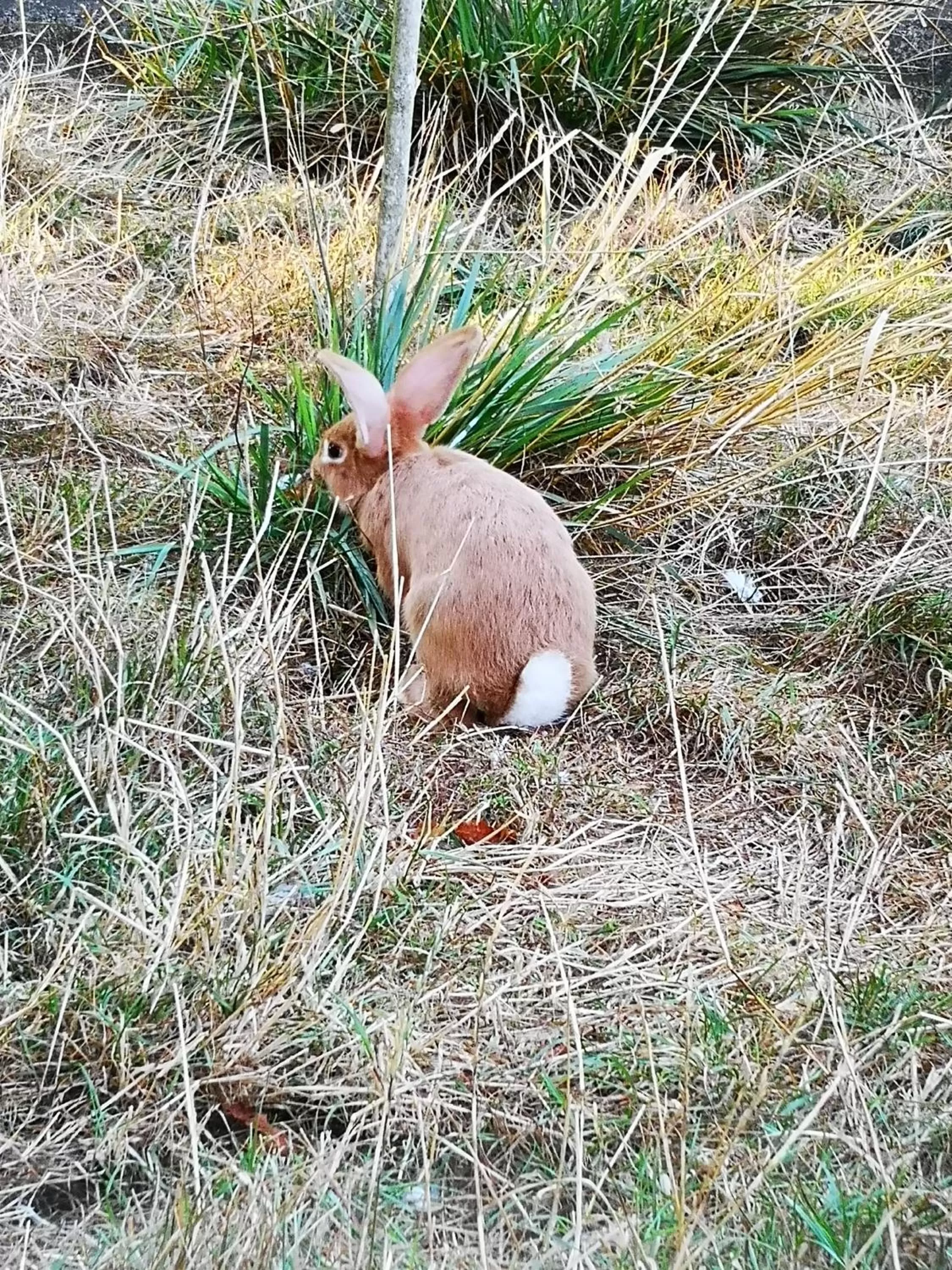 Other Animals in Domaine de la Borde
