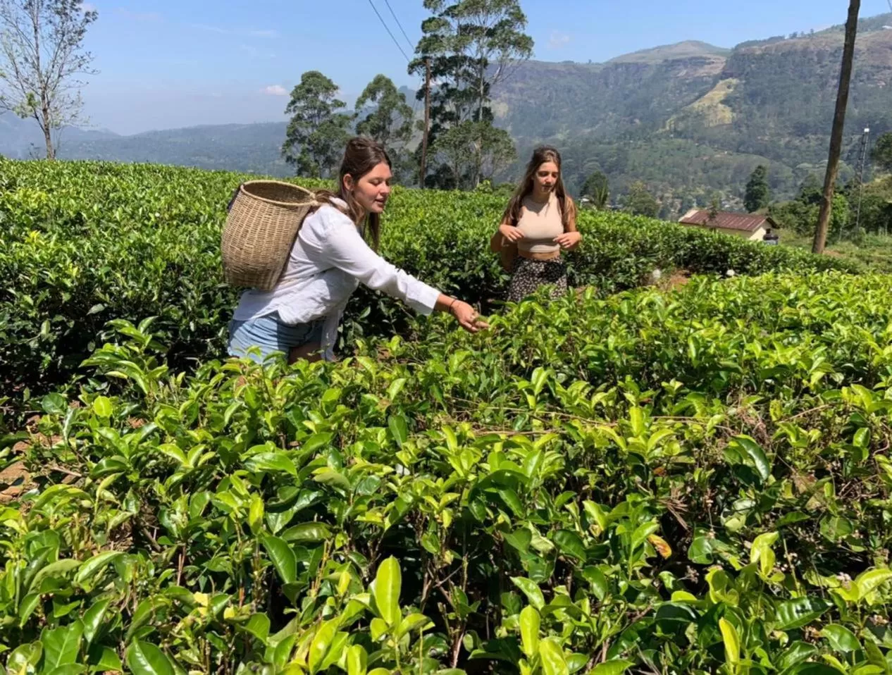 Guests in Golden King Guest