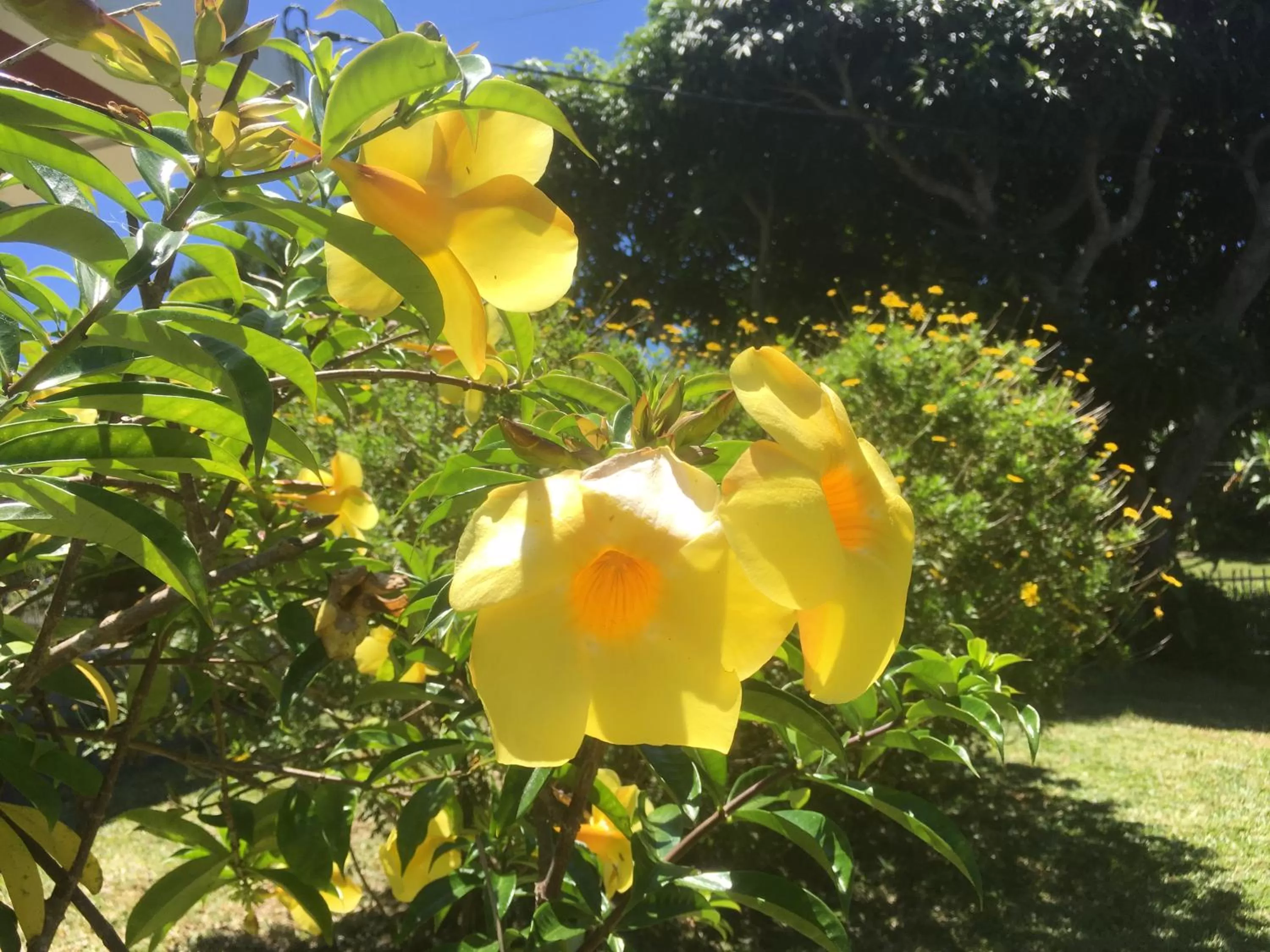 Garden in Caloupilé