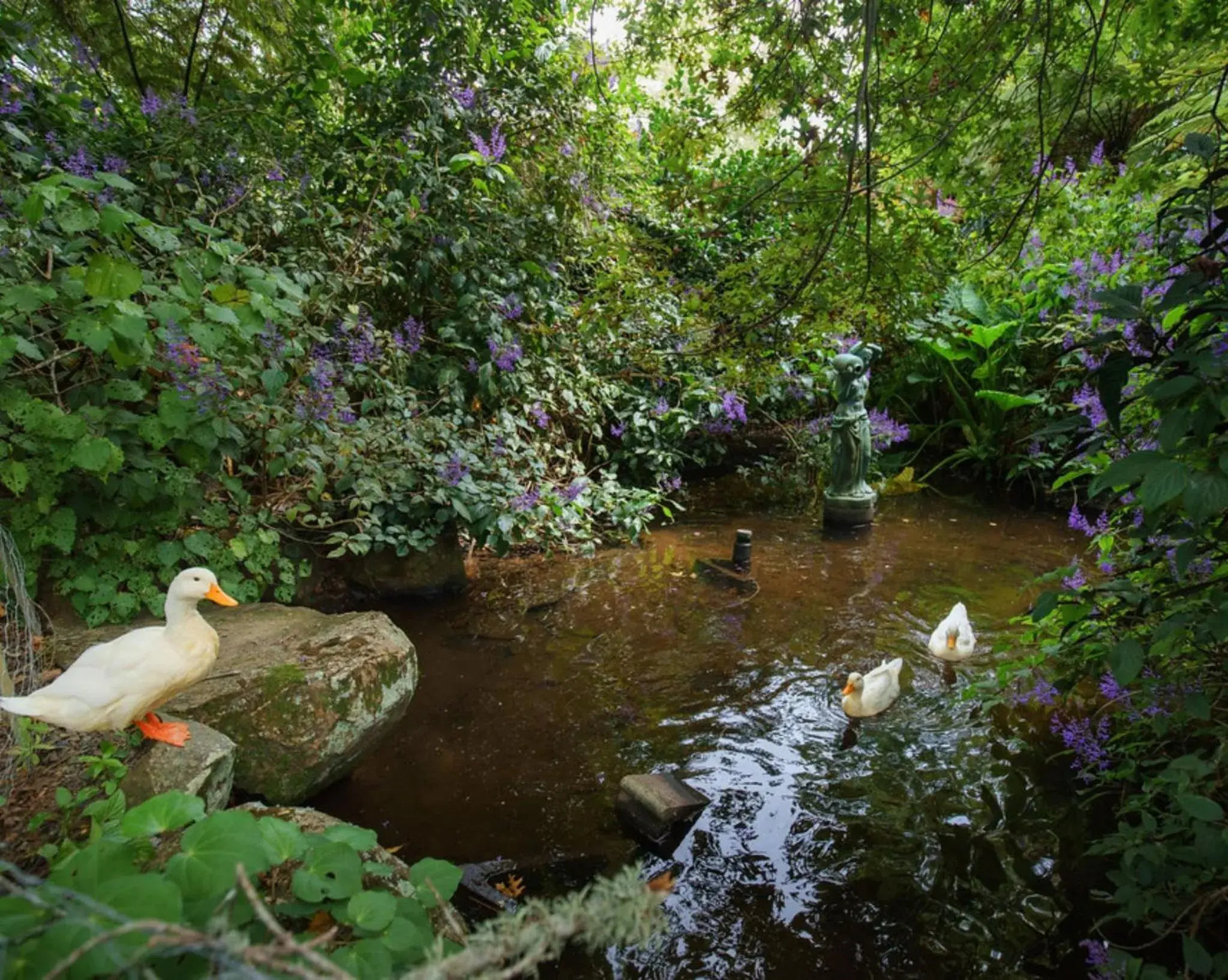 Garden view, Other Animals in Greenmantle Estate Hotel